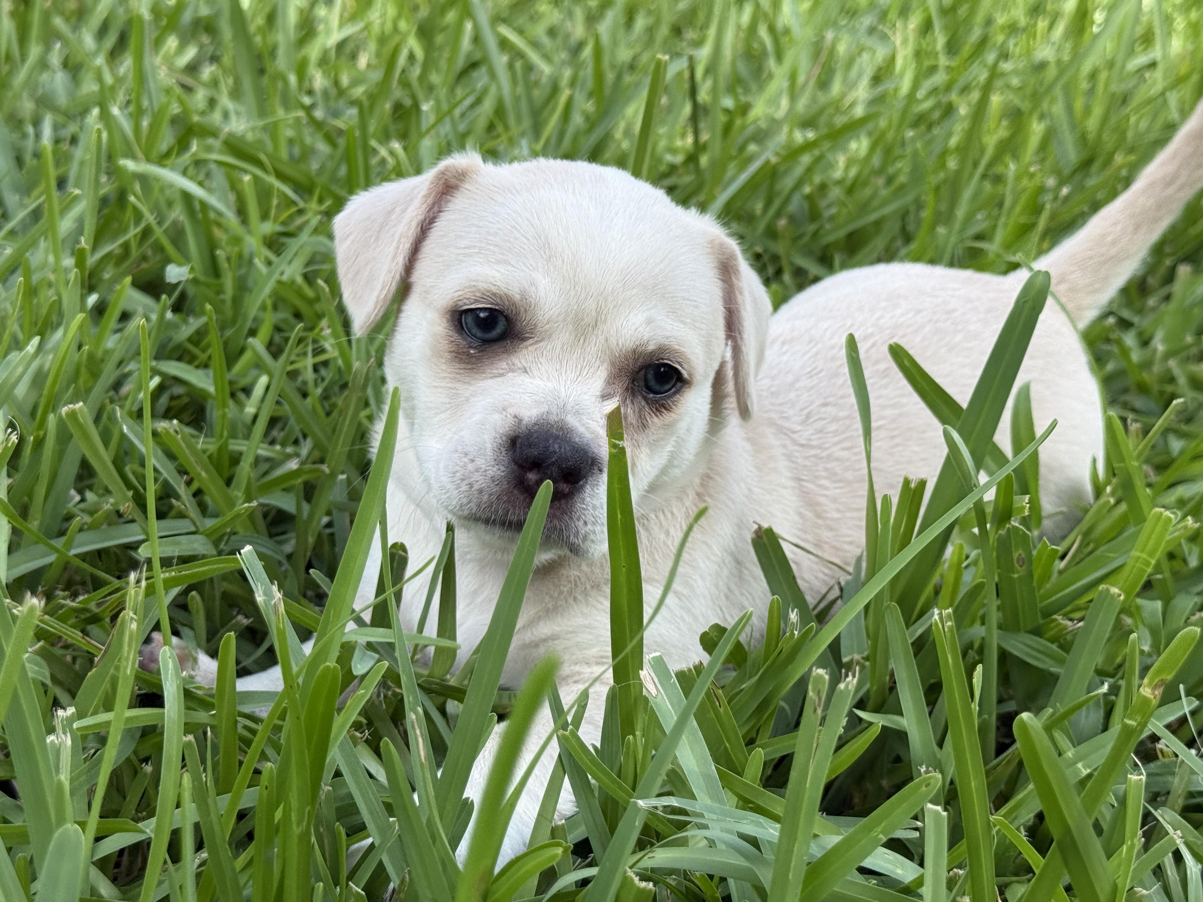 FiFi, an adopted mixed breed in Tampa, FL image 3/4