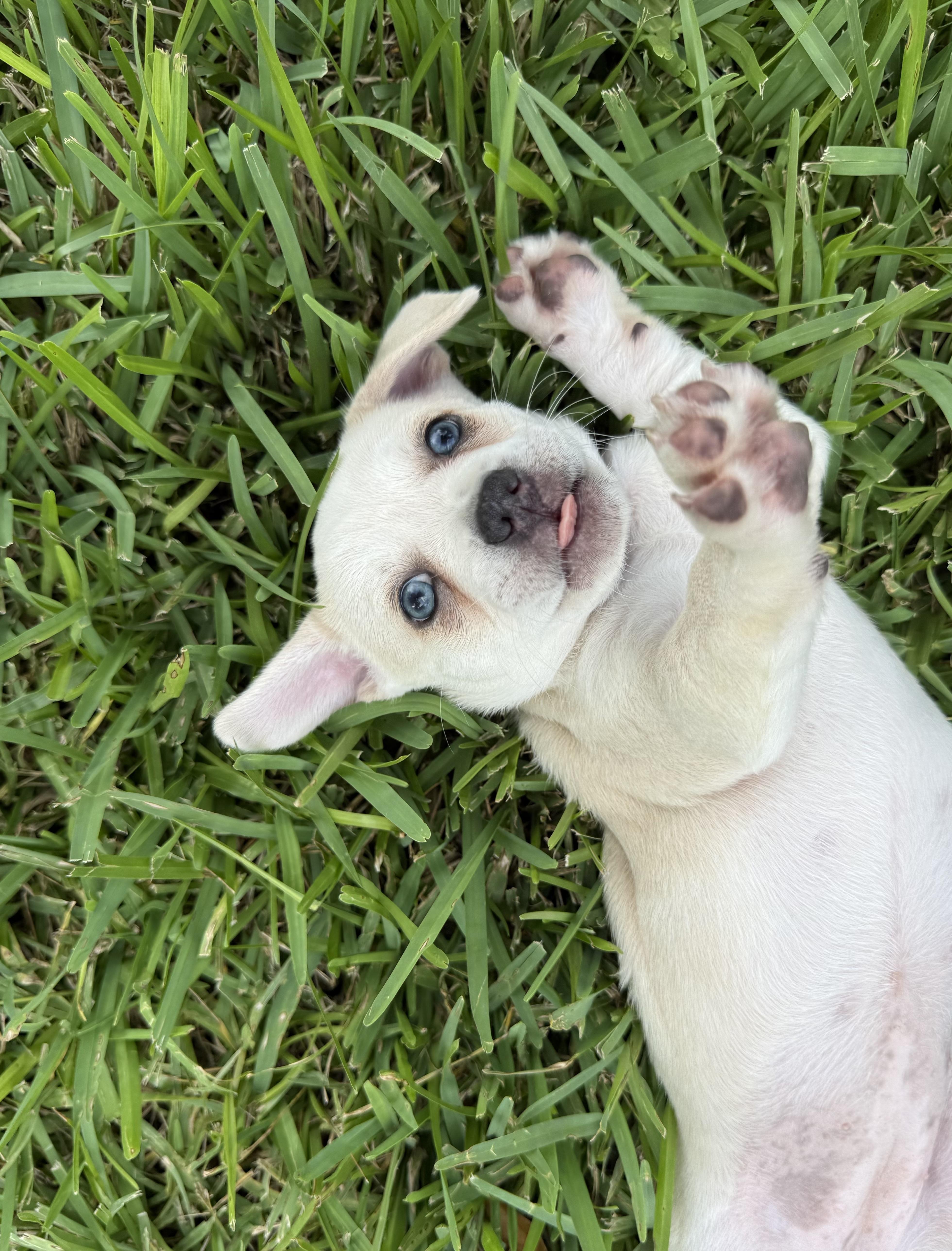 FiFi, an adopted mixed breed in Tampa, FL image 2/4