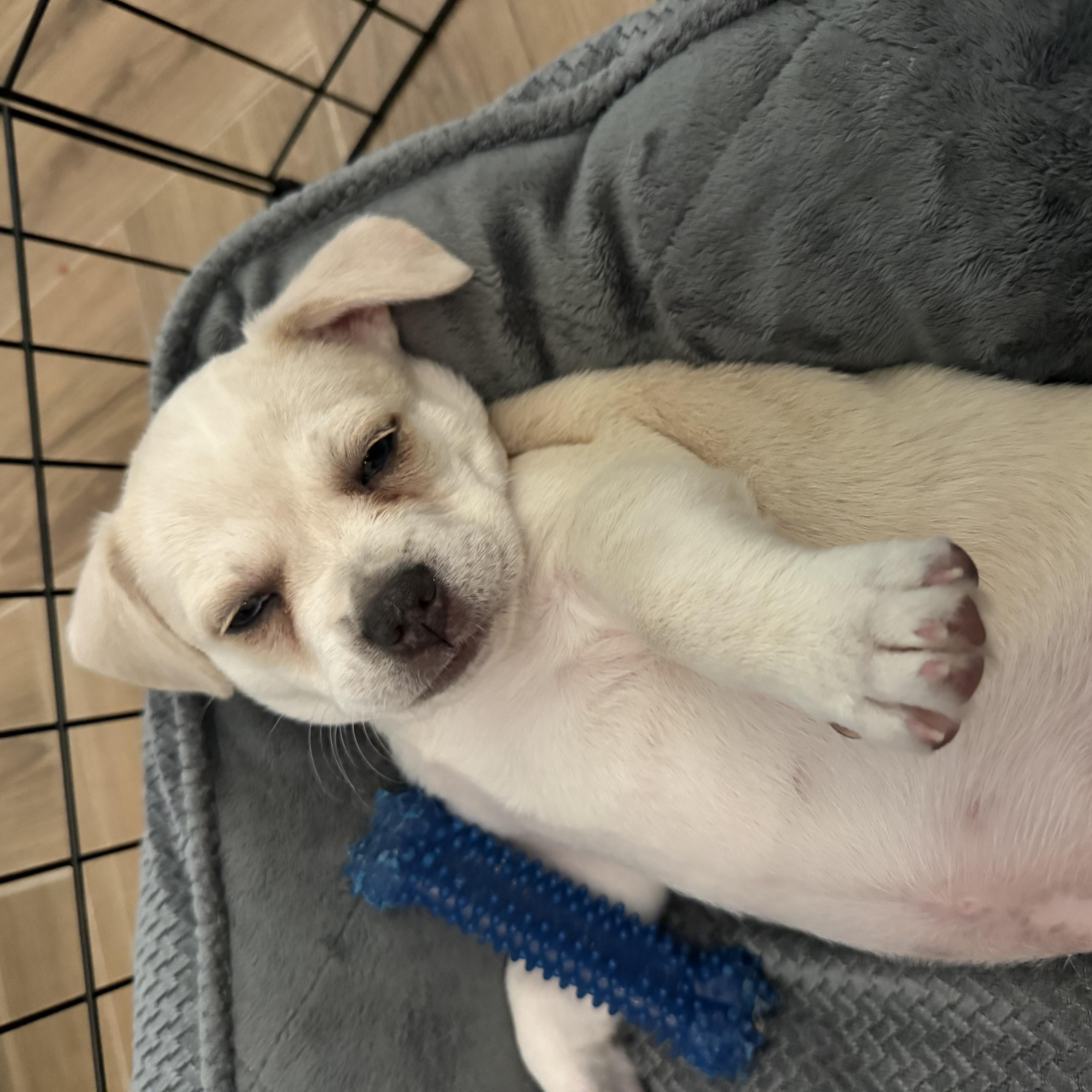 FiFi, an adopted mixed breed in Tampa, FL image 4/4