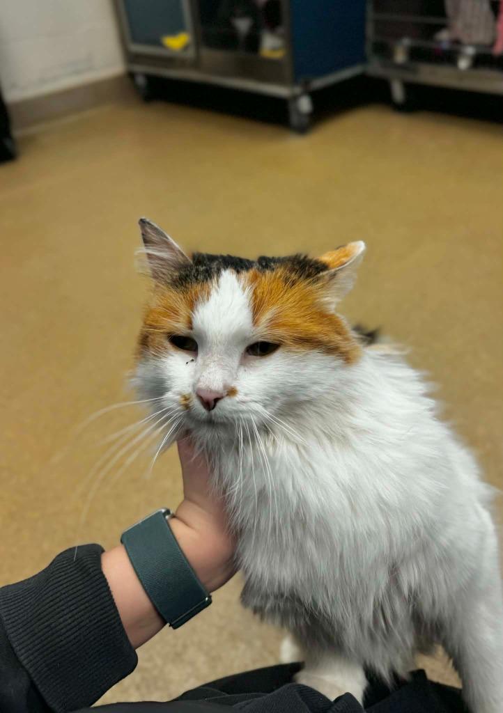 Kaia, Adoptable, Adult Female Domestic Medium Hair.