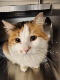 Enlarge Kaia, a Adoptable mixed breed in Grand Forks, ND image 1/1