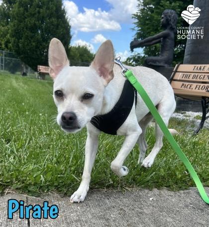 Pirate, Adoptable, Adult Male Chihuahua & Mixed Breed.