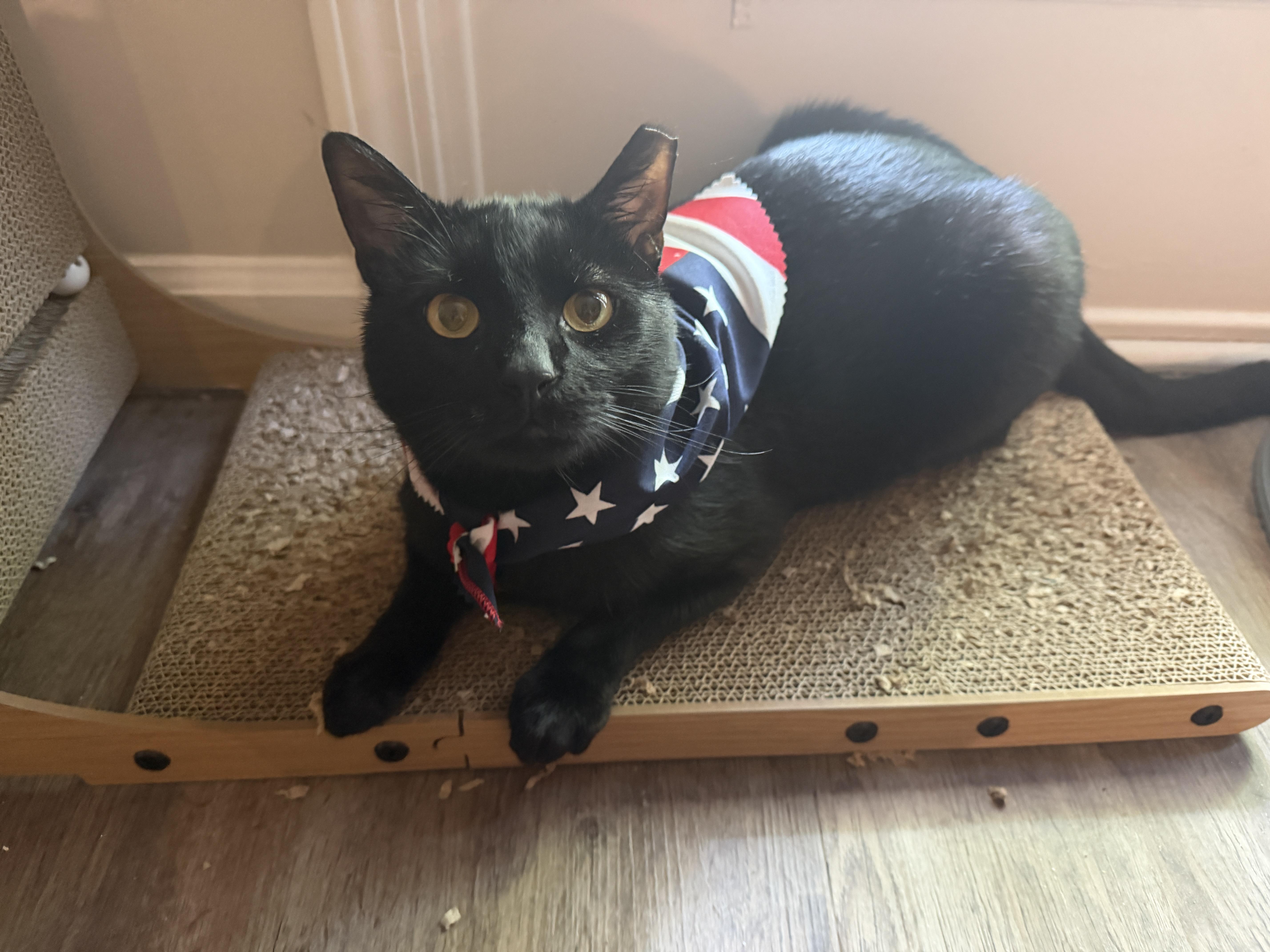 Enlarge Ivan, an adoptable American Shorthair in Wilmington, NC image 1/6
