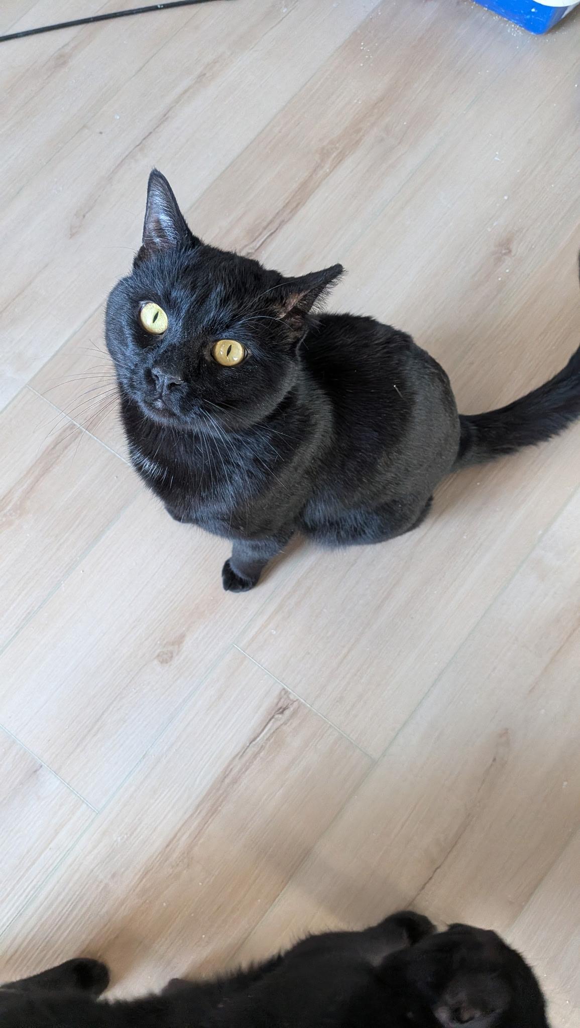 Ivan, ADOPTABLE, Young Male American Shorthair.