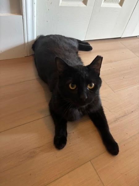 Enlarge Ivan, a ADOPTABLE American Shorthair in Wilmington, NC image 2/6