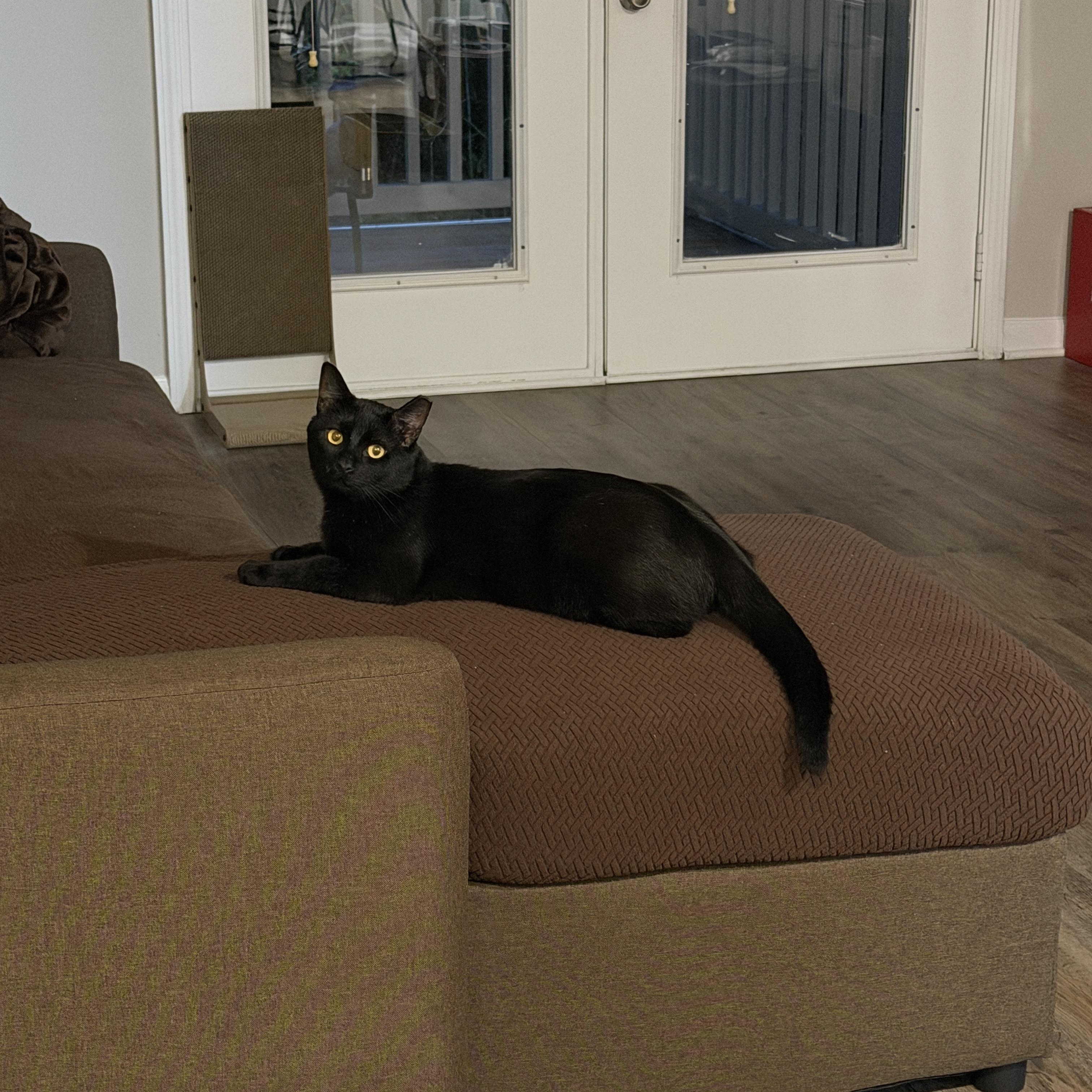 Enlarge Ivan, an adoptable American Shorthair in Wilmington, NC image 6/6