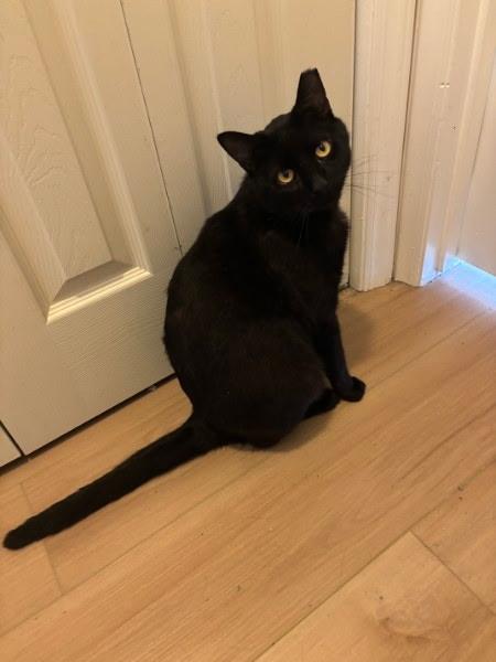 Enlarge Ivan, a ADOPTABLE American Shorthair in Wilmington, NC image 6/6