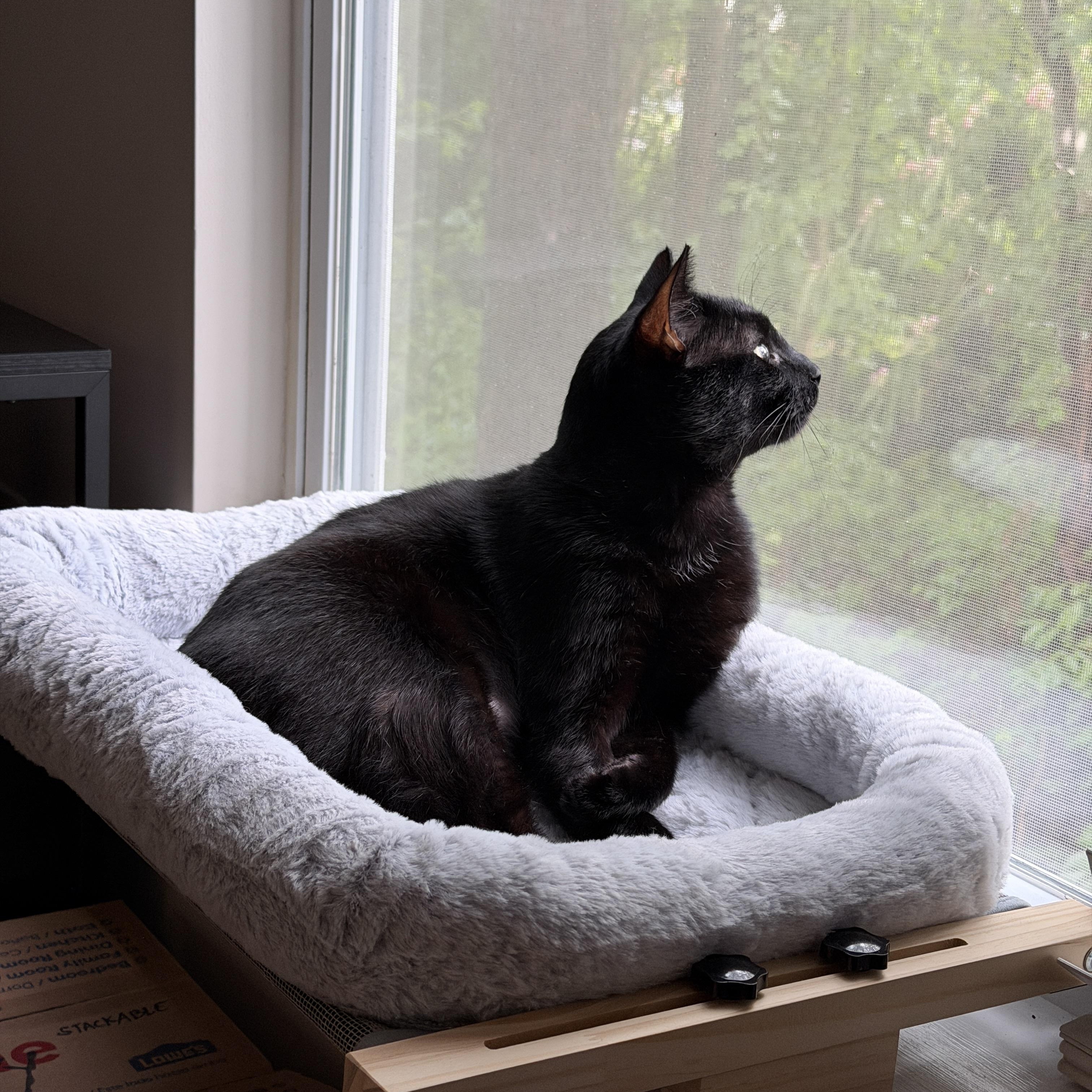 Enlarge Ivan, an adoptable American Shorthair in Wilmington, NC image 5/6