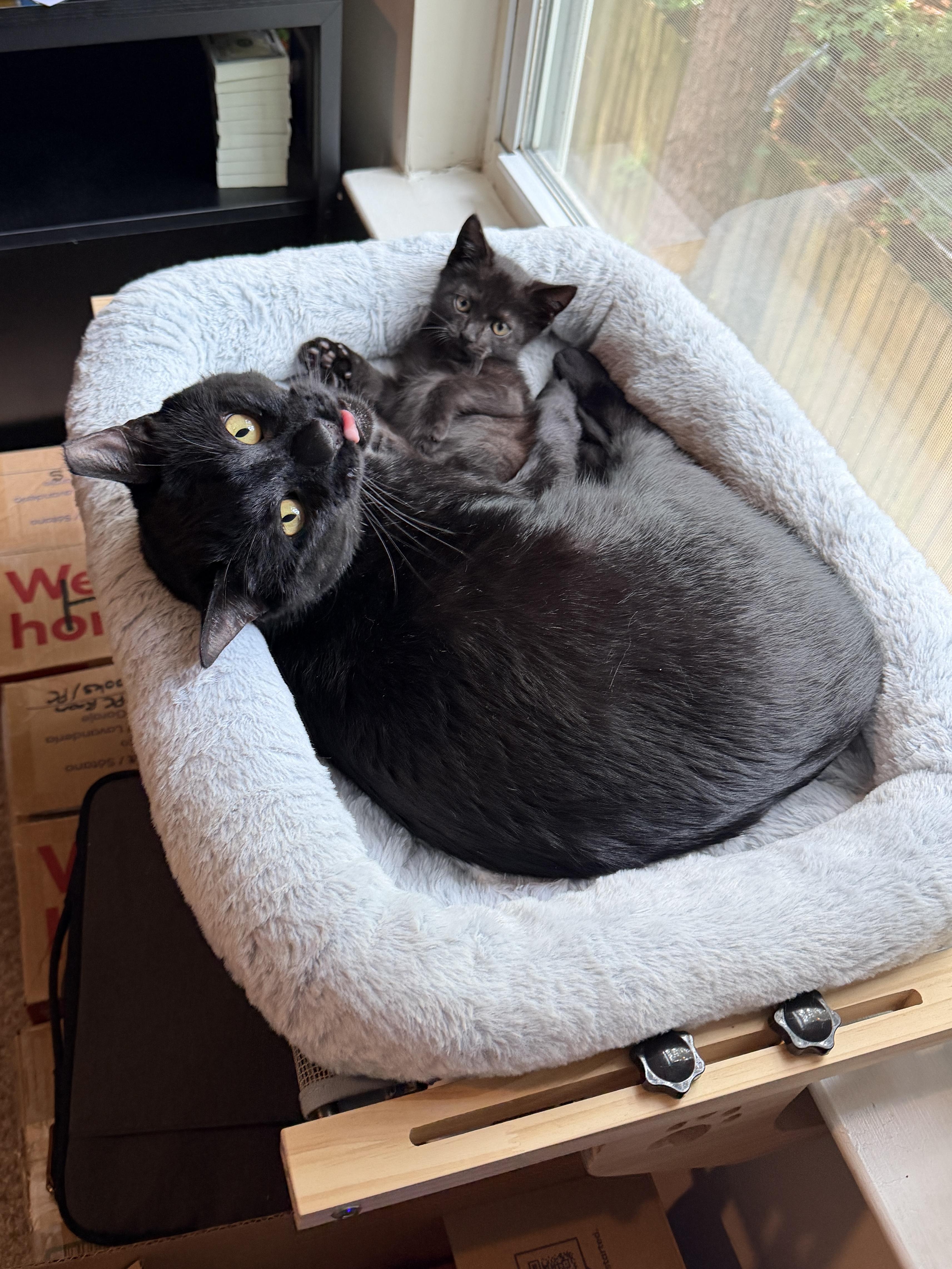Enlarge Ivan, an adoptable American Shorthair in Wilmington, NC image 2/6