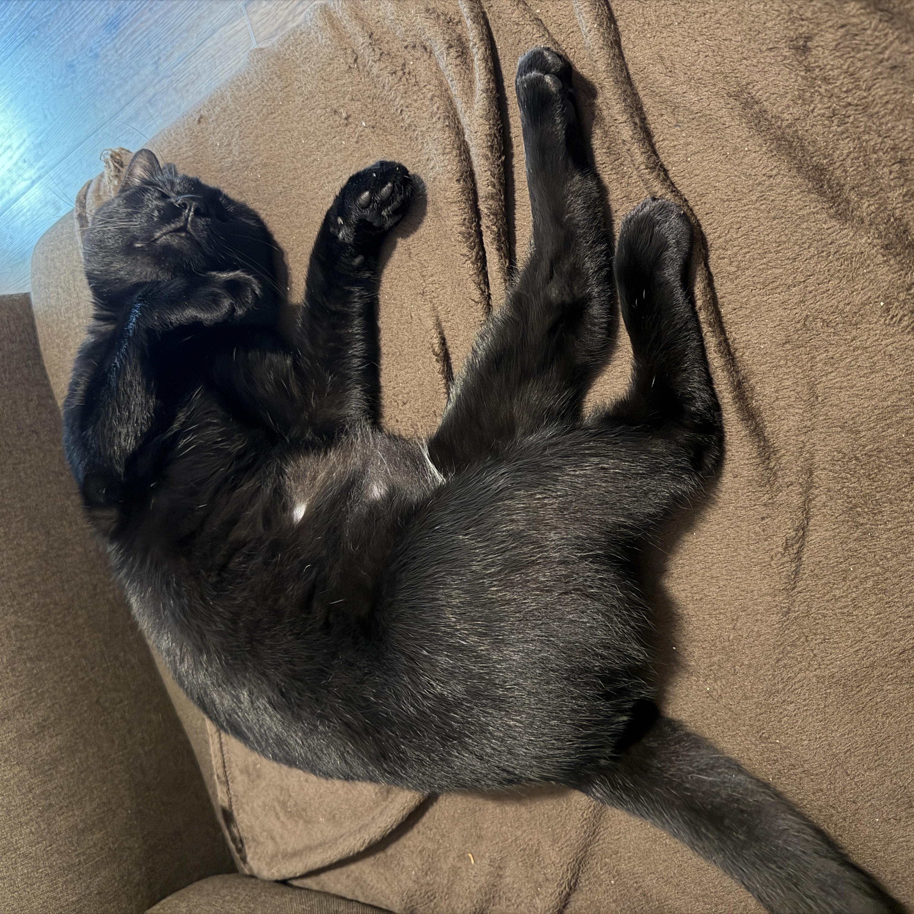 Enlarge Ivan, an adoptable American Shorthair in Wilmington, NC image 4/6