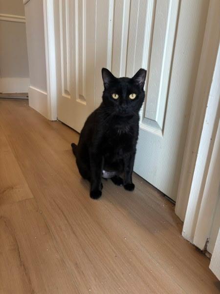 Enlarge Ivan, a ADOPTABLE American Shorthair in Wilmington, NC image 4/6