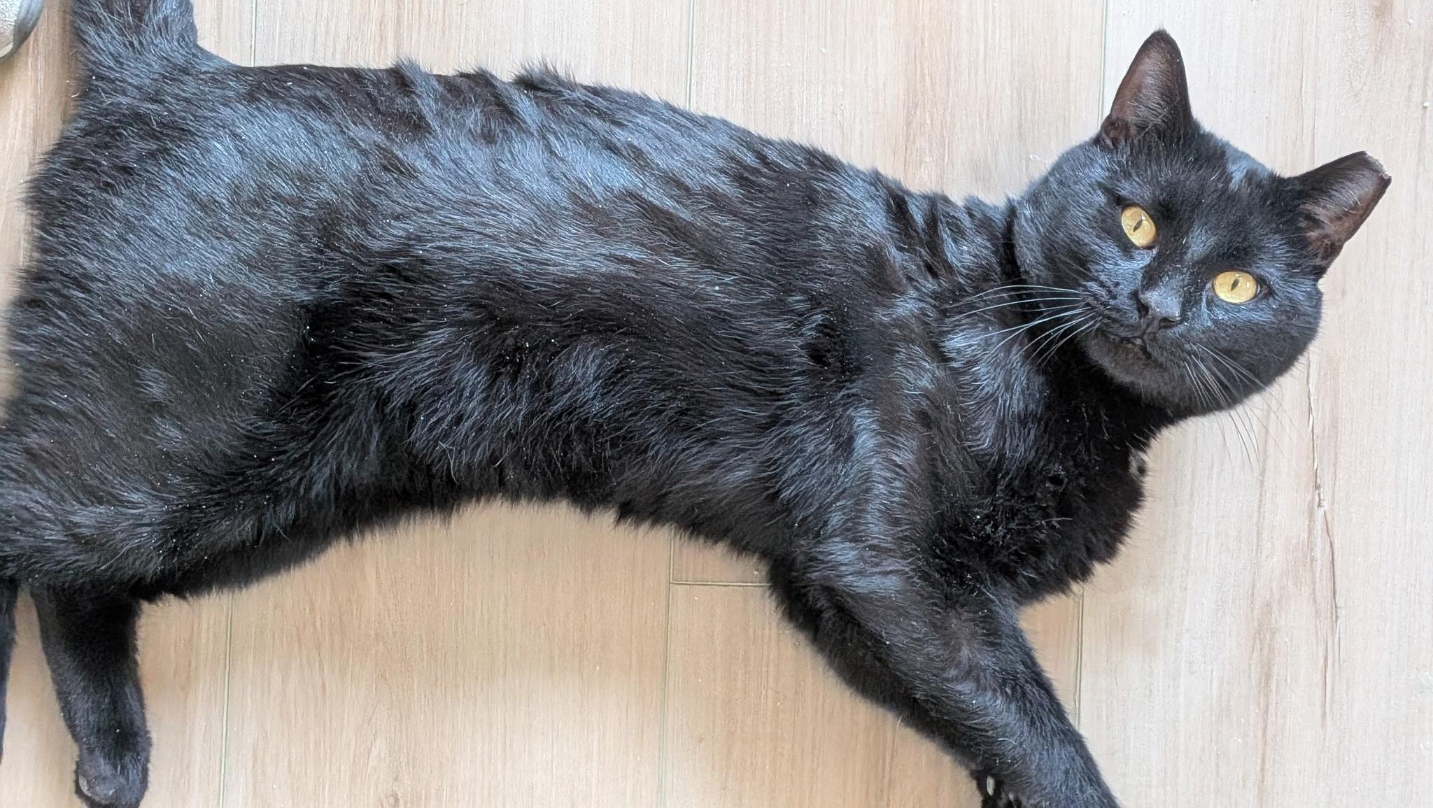 Enlarge Ivan, a ADOPTABLE American Shorthair in Wilmington, NC image 3/6