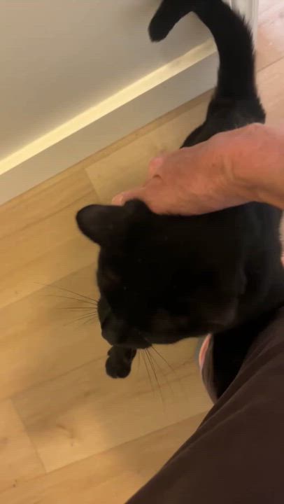 Enlarge Ivan, a ADOPTABLE American Shorthair in Wilmington, NC video 5/6