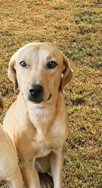 Marilyn, Adoptable, Young Female Labrador Retriever.