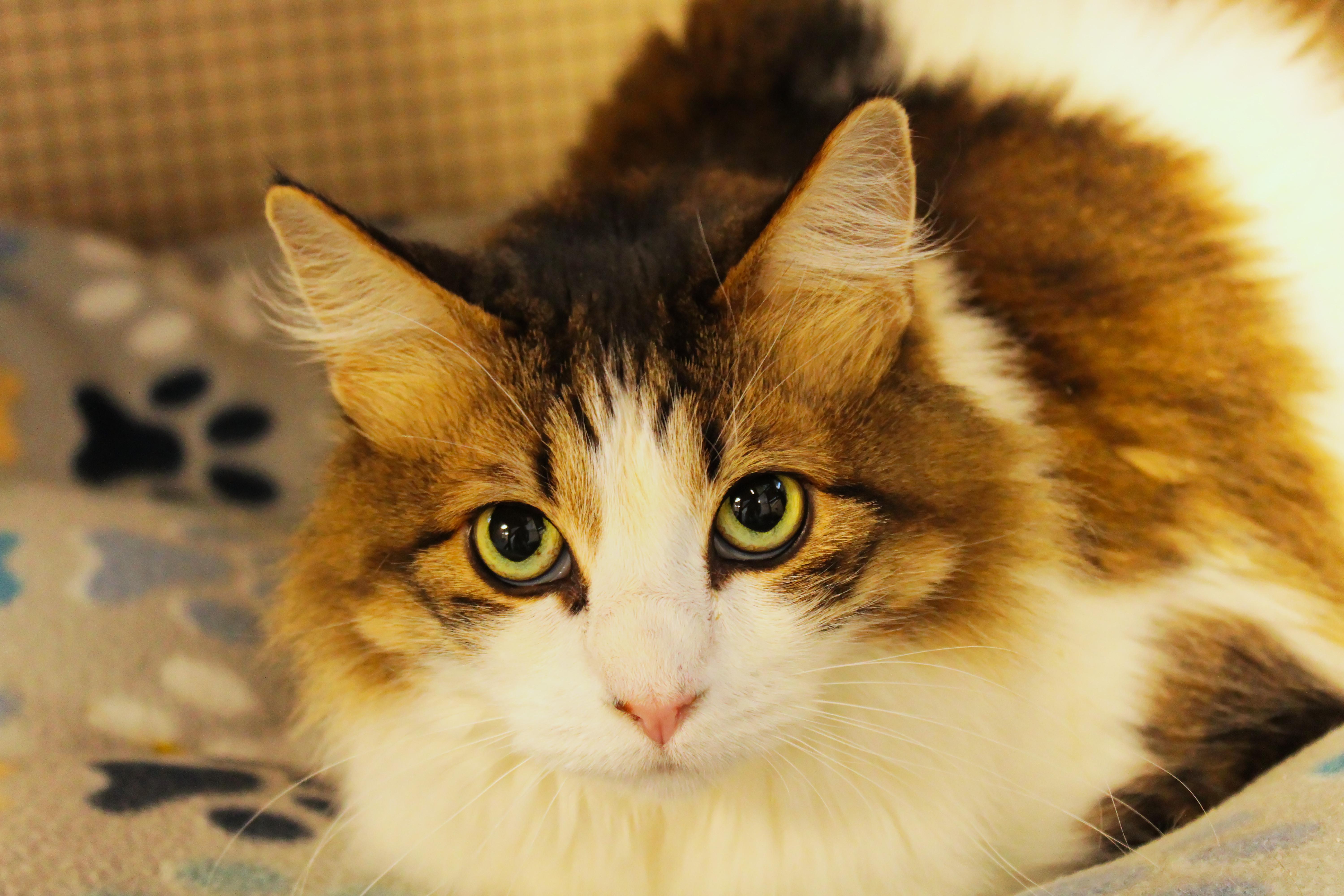 Enlarge Luna, a ADOPTABLE Domestic Long Hair in Urbana, OH image 5/5