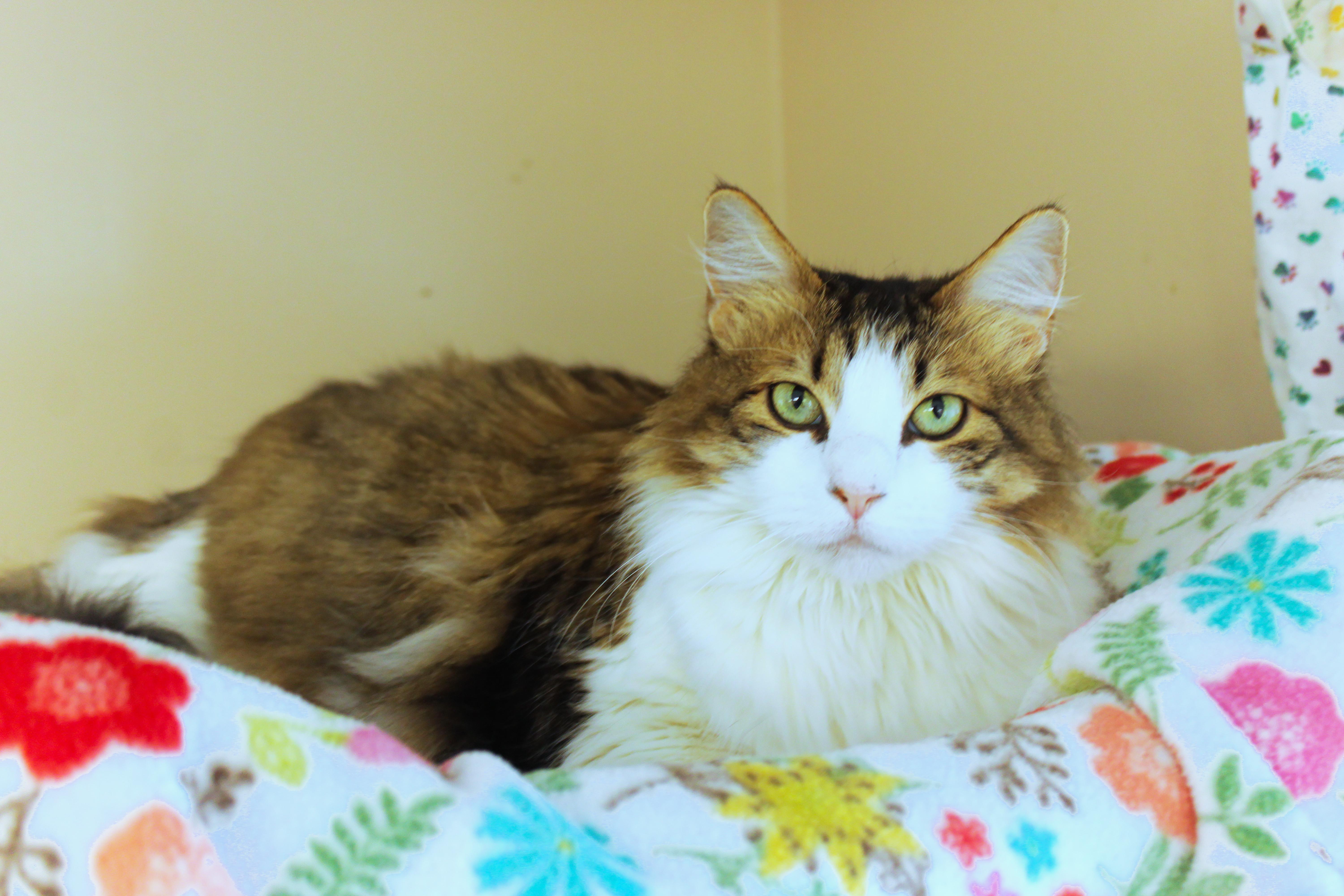 Luna, a ADOPTABLE Domestic Long Hair in Urbana, OH image 1/6