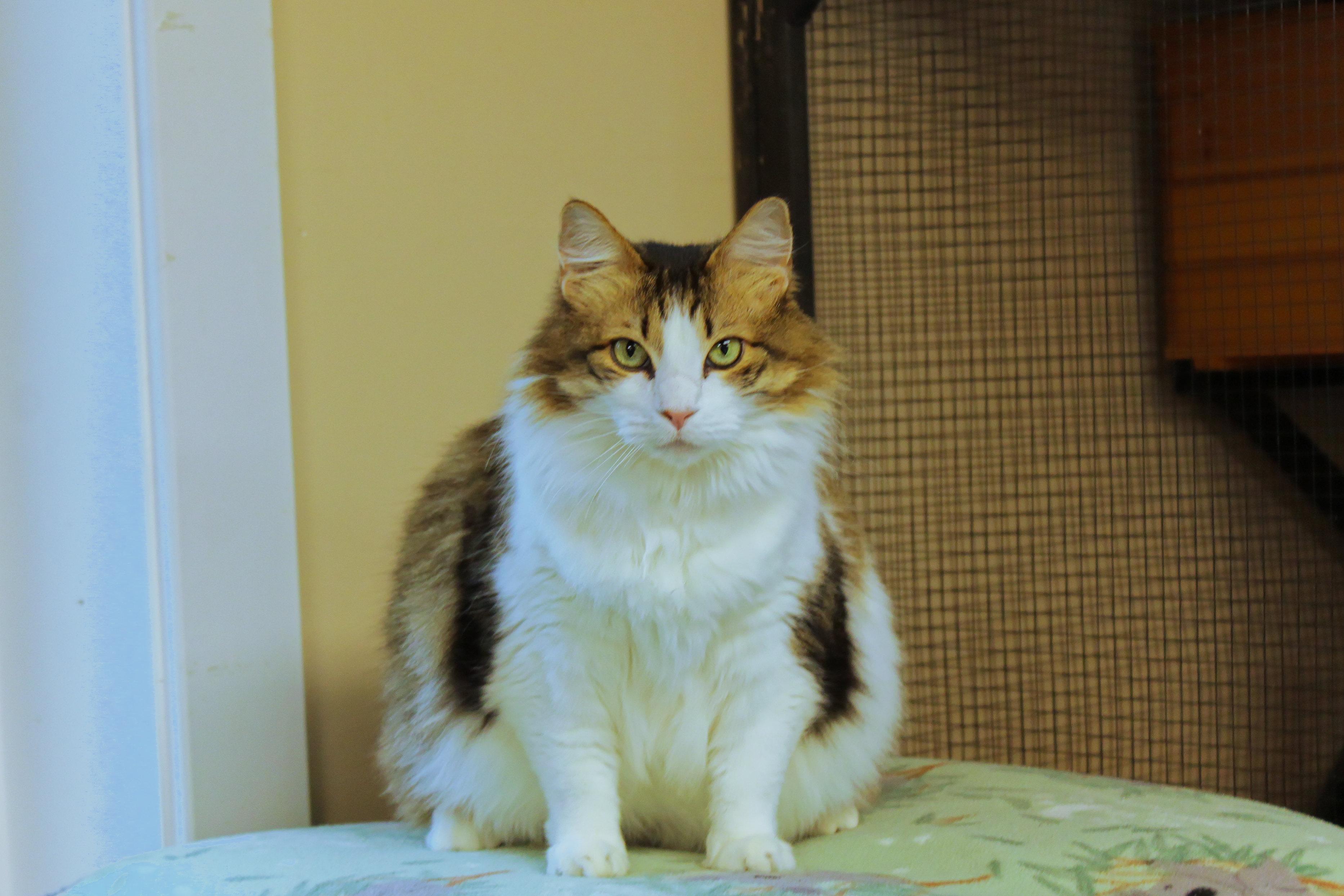 Enlarge Luna, a ADOPTABLE Domestic Long Hair in Urbana, OH image 2/6