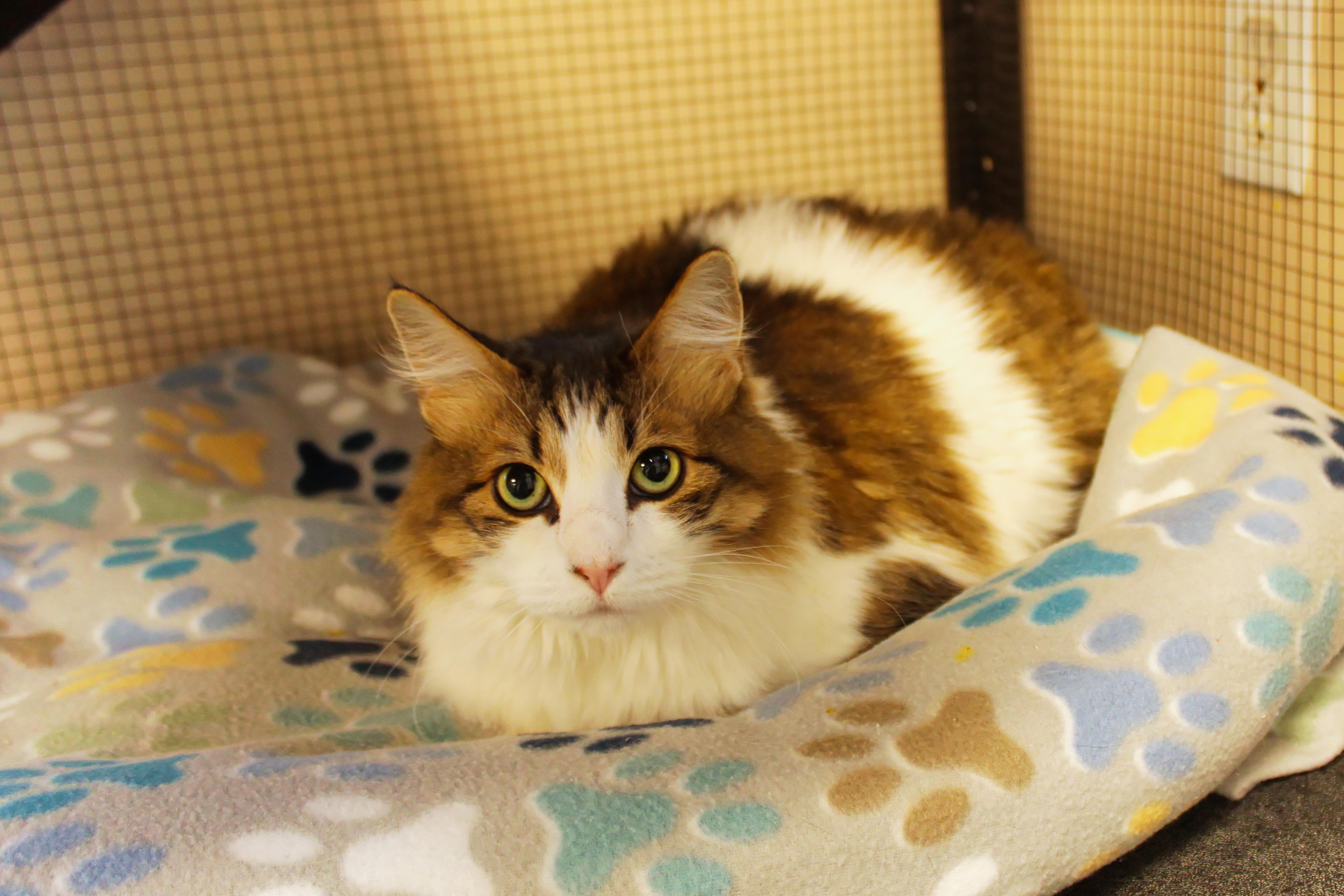 Enlarge Luna, a ADOPTABLE Domestic Long Hair in Urbana, OH image 4/5