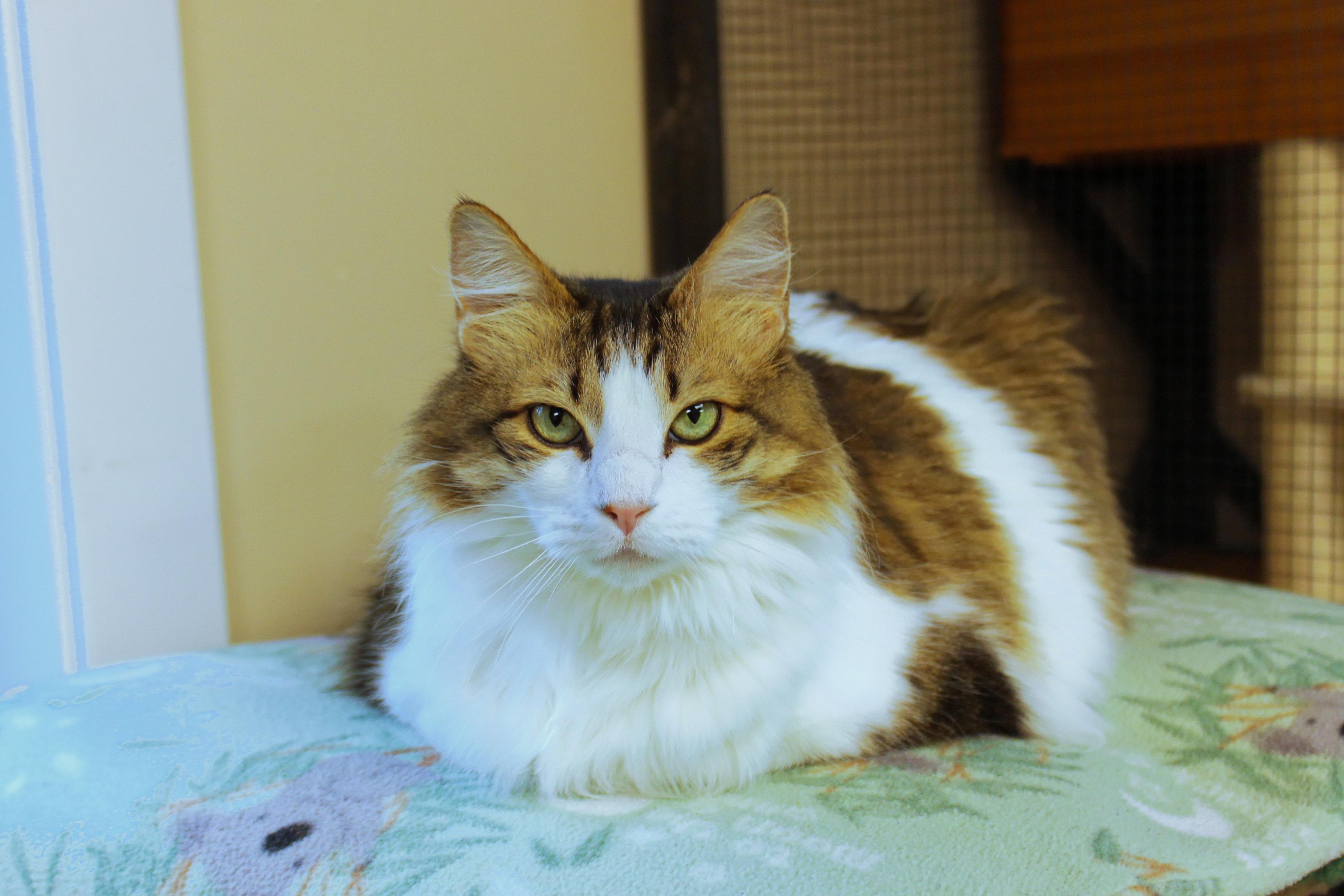 Enlarge Luna, a ADOPTABLE Domestic Long Hair in Urbana, OH image 1/6