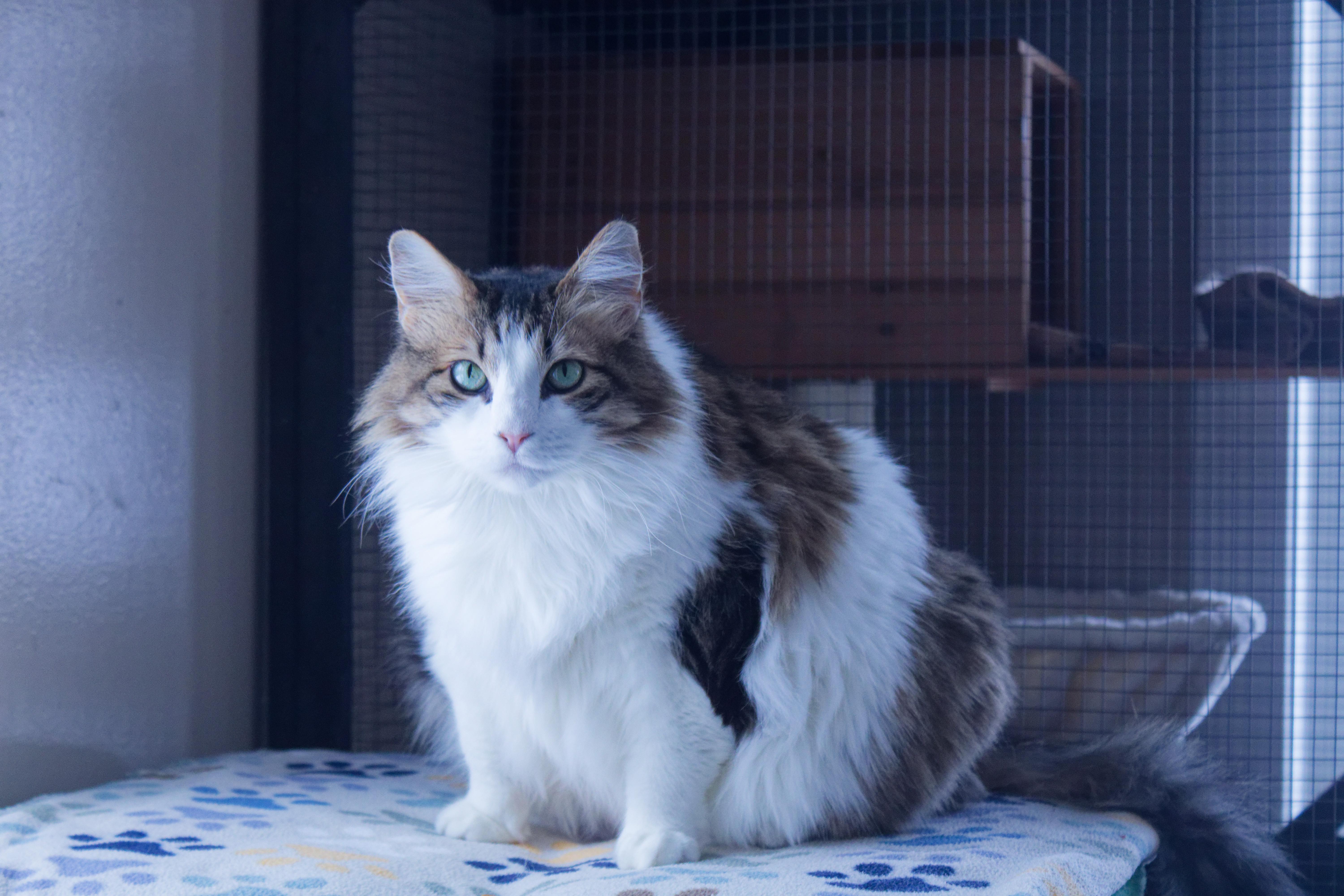 Luna, a ADOPTABLE Domestic Long Hair in Urbana, OH image 6/6