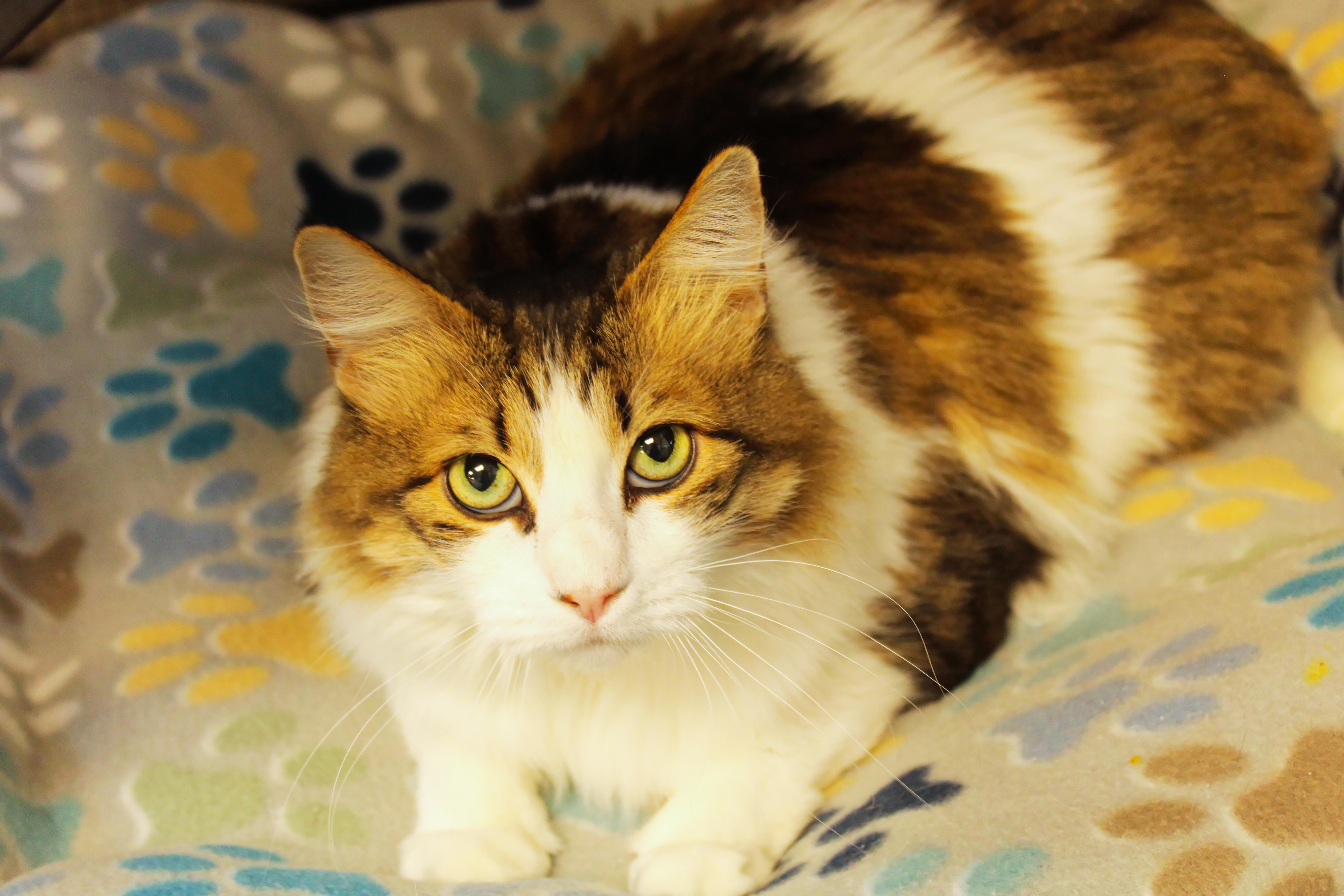 Enlarge Luna, a ADOPTABLE Domestic Long Hair in Urbana, OH image 2/5