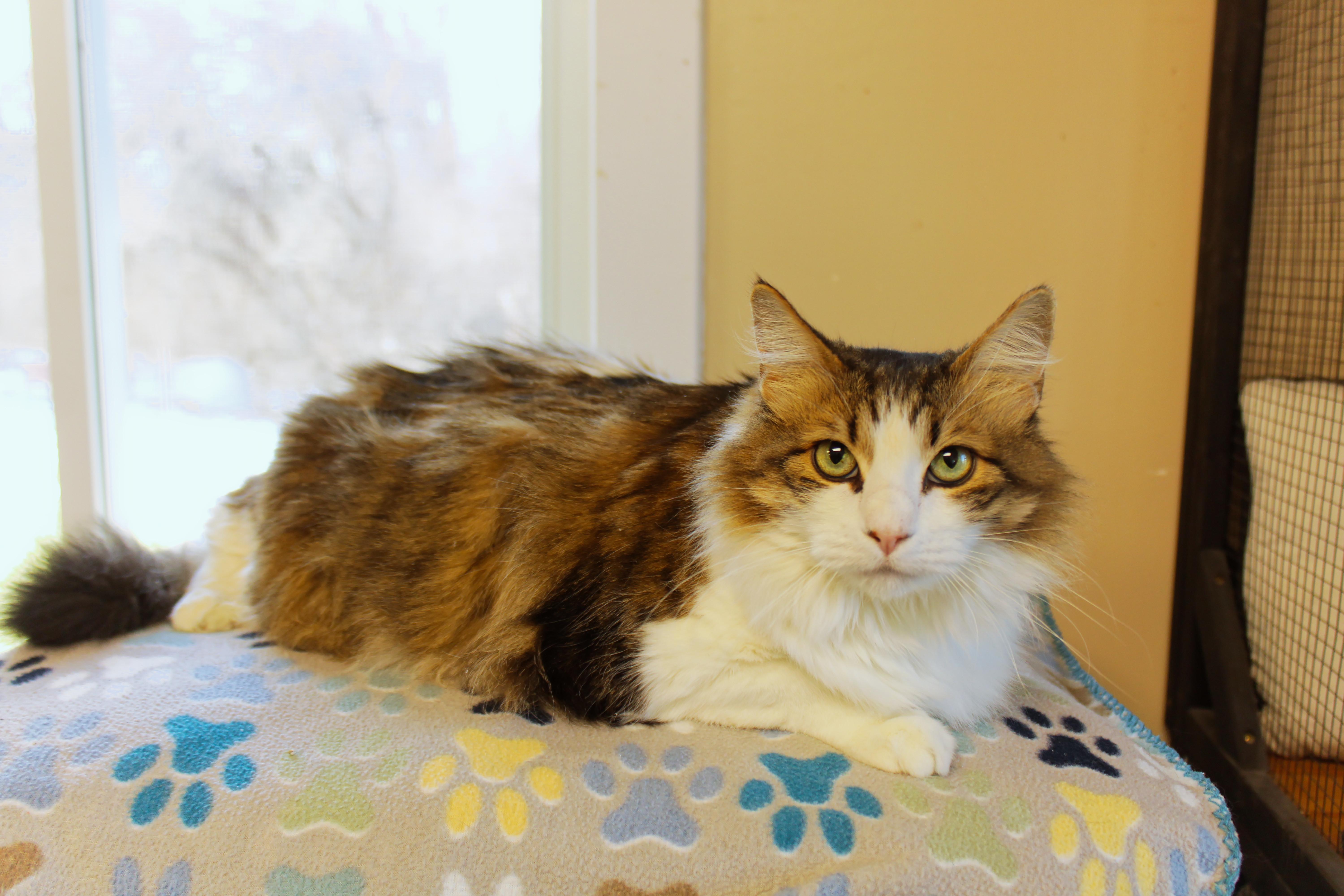 Enlarge Luna, a ADOPTABLE Domestic Long Hair in Urbana, OH image 1/5