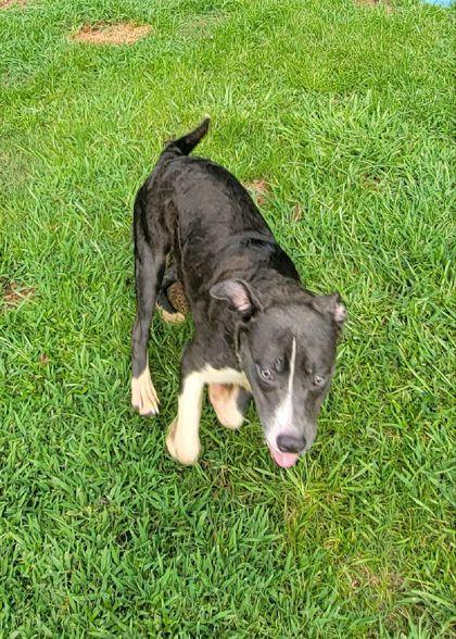 Shark (@ Foster Home), Adoptable, Adult Male Terrier & Mixed Breed.