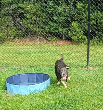 Shark (@ Foster Home), Adoptable, Adult Male Terrier & Mixed Breed.