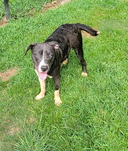 Enlarge Shark (@ Foster Home), a Adoptable mixed breed in Conway, SC image 3/3