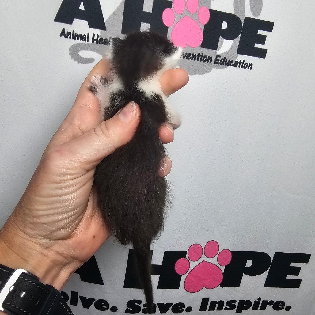 Sir Splotch, Adoptable, Kitten Male American Shorthair & Domestic Short Hair.