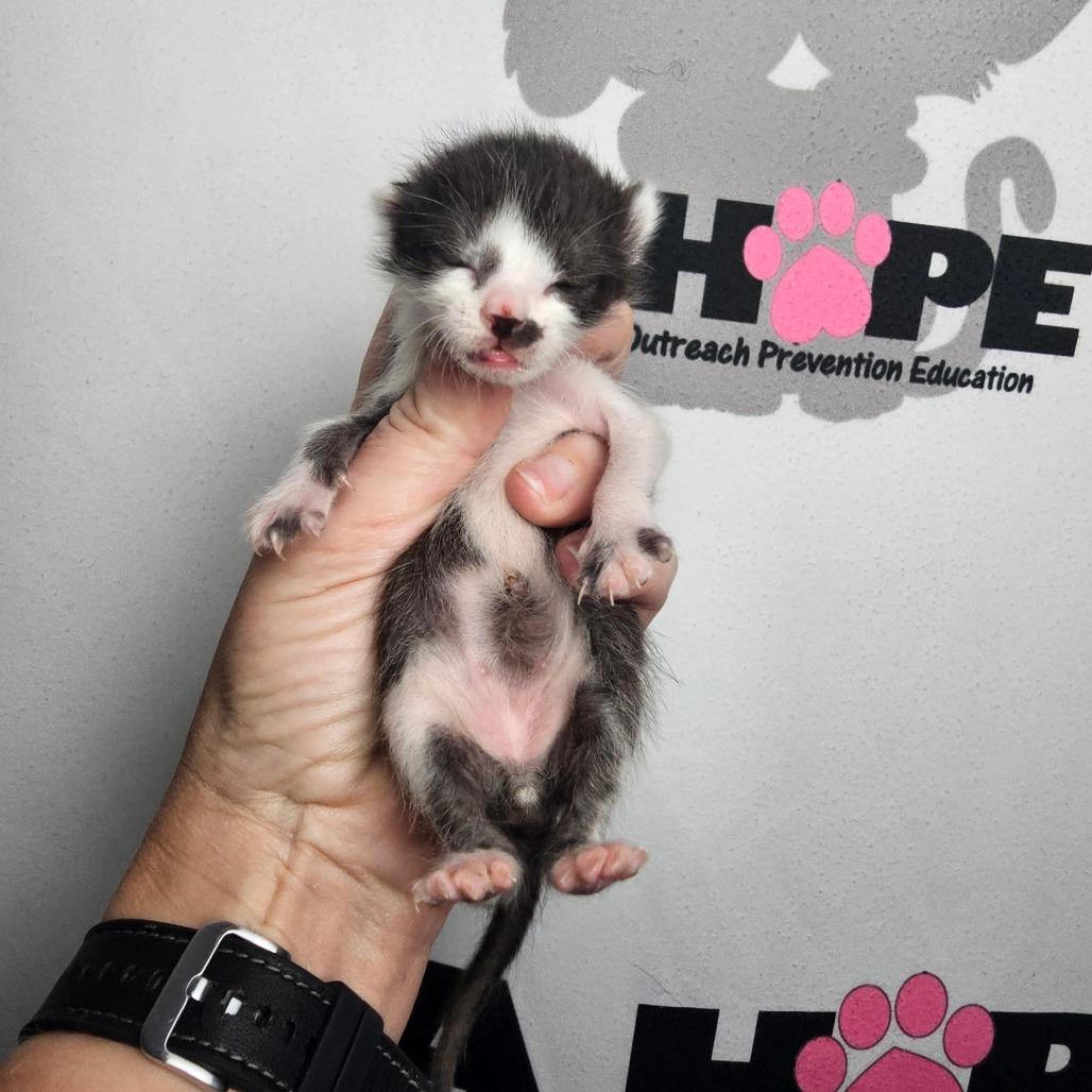 Enlarge Sir Splotch, a Adoptable mixed breed in Milton, FL image 2/6
