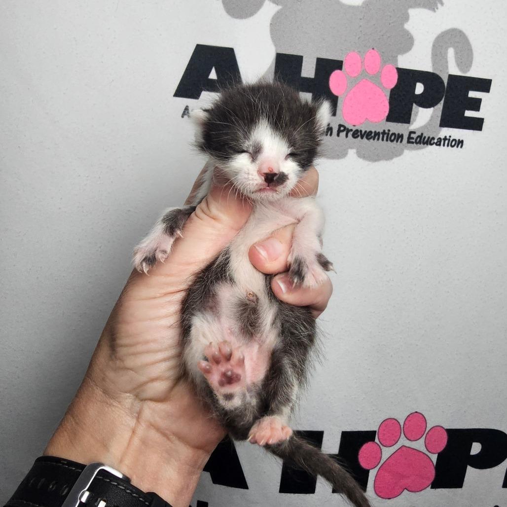 Enlarge Sir Splotch, a Adoptable mixed breed in Milton, FL image 4/6