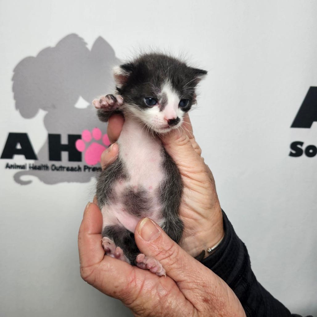 Enlarge Sir Splotch, a Adoptable mixed breed in Milton, FL image 5/6