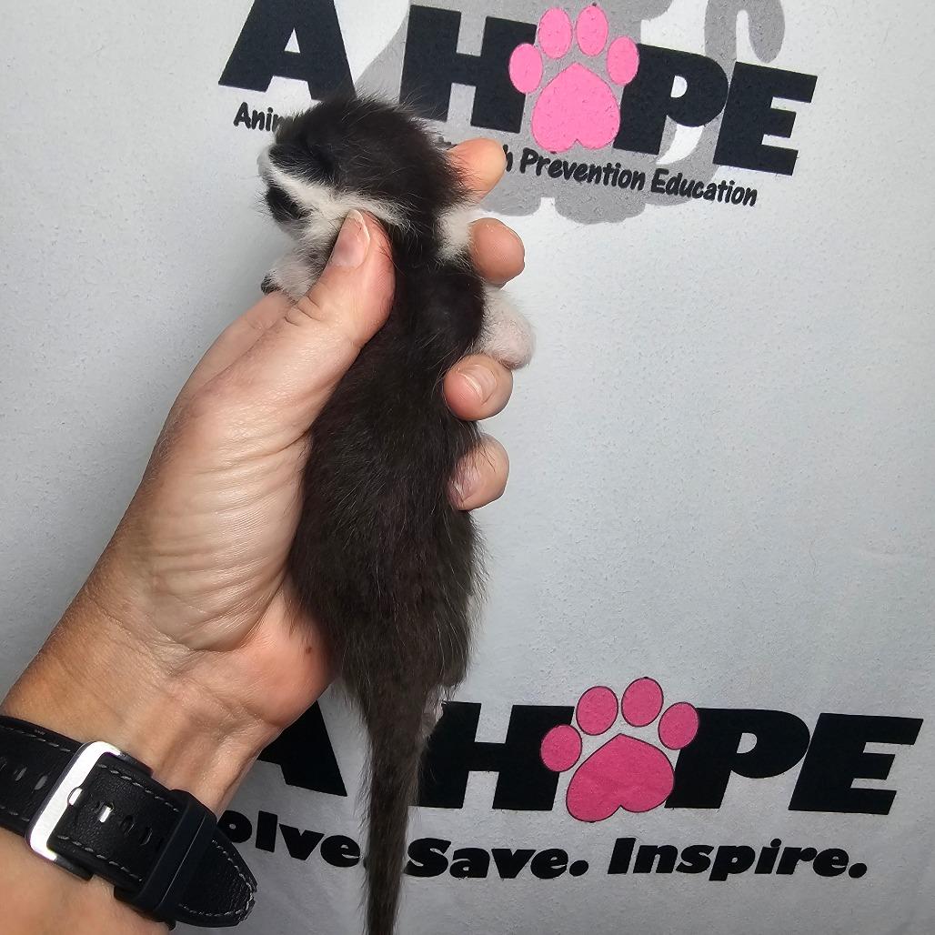 Enlarge Sir Splotch, a Adoptable mixed breed in Milton, FL image 6/6
