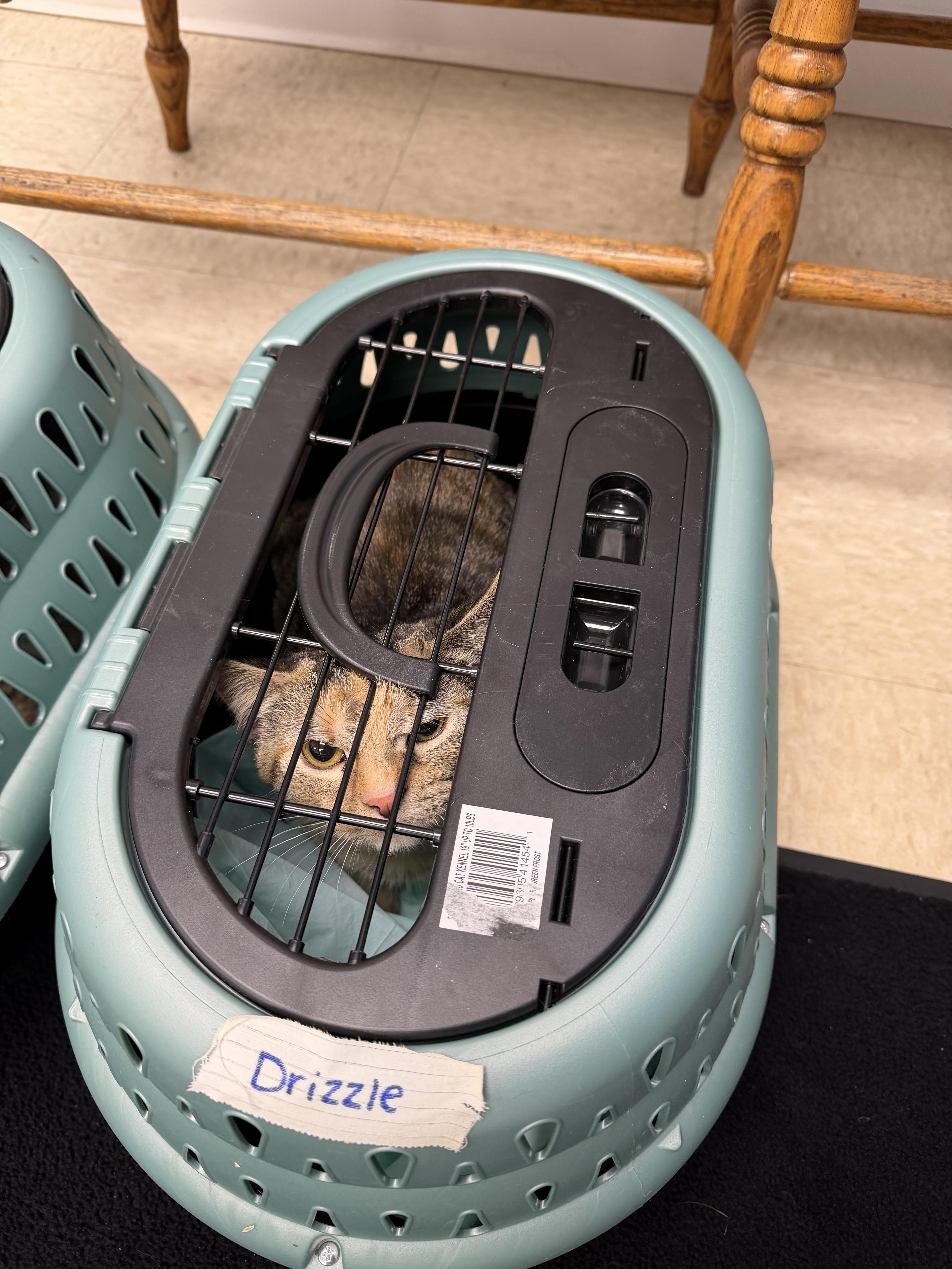 Enlarge Drizzle, an adopted mixed breed in fennville, MI image 1/1