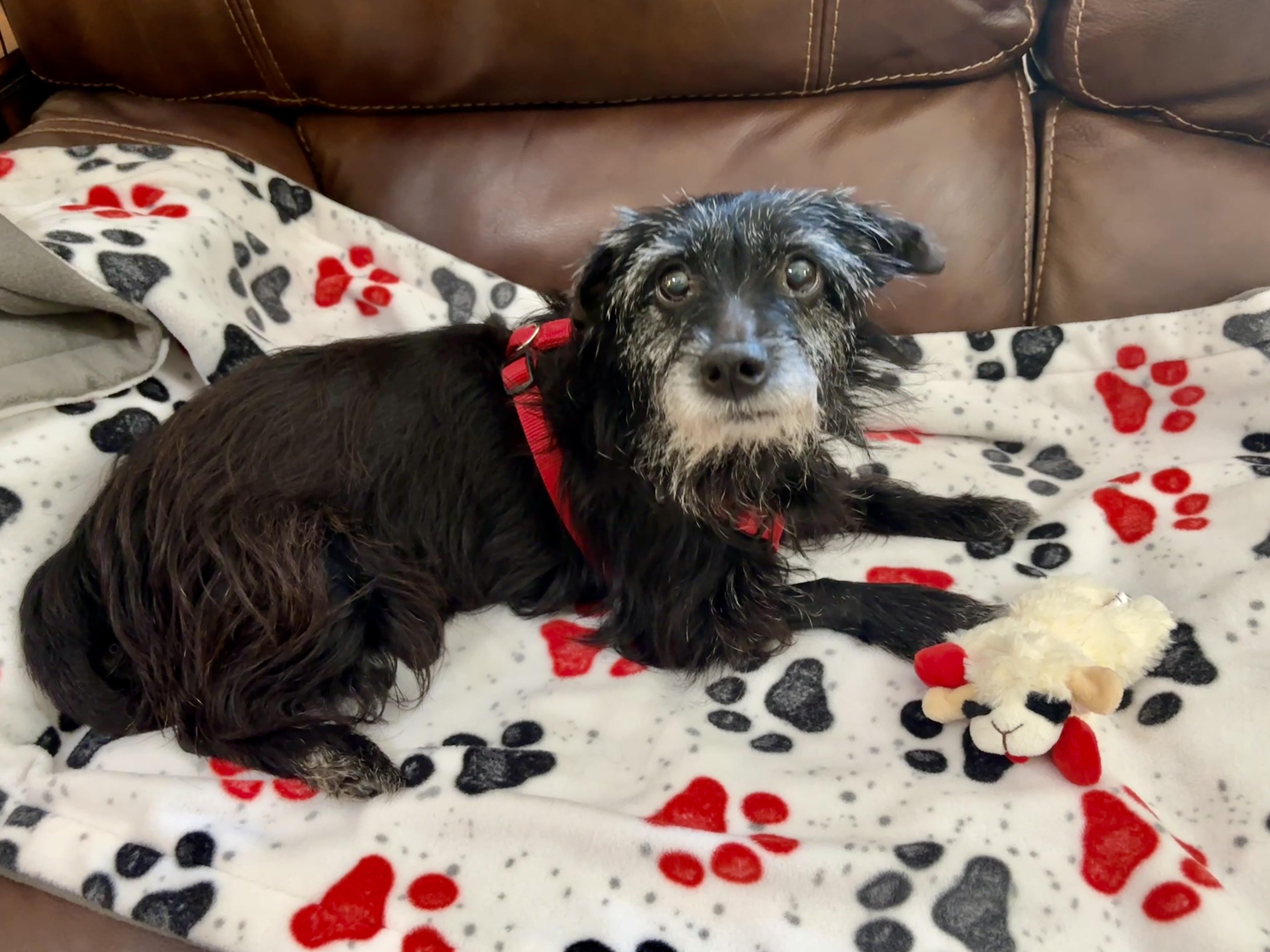Enlarge Ro, a Adoptable mixed breed in Spring, TX image 5/5