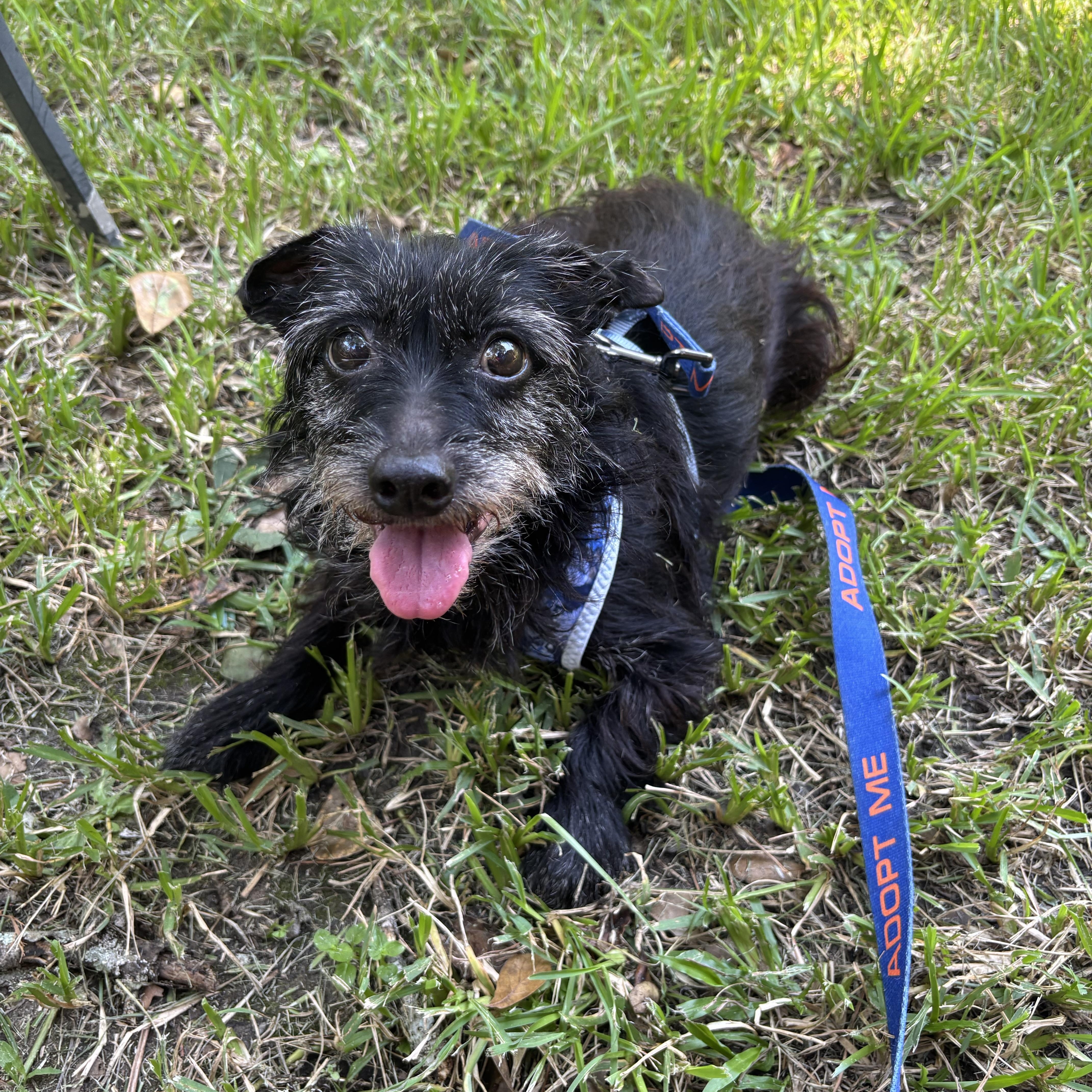 Enlarge Ro, a Adoptable mixed breed in Spring, TX image 2/5