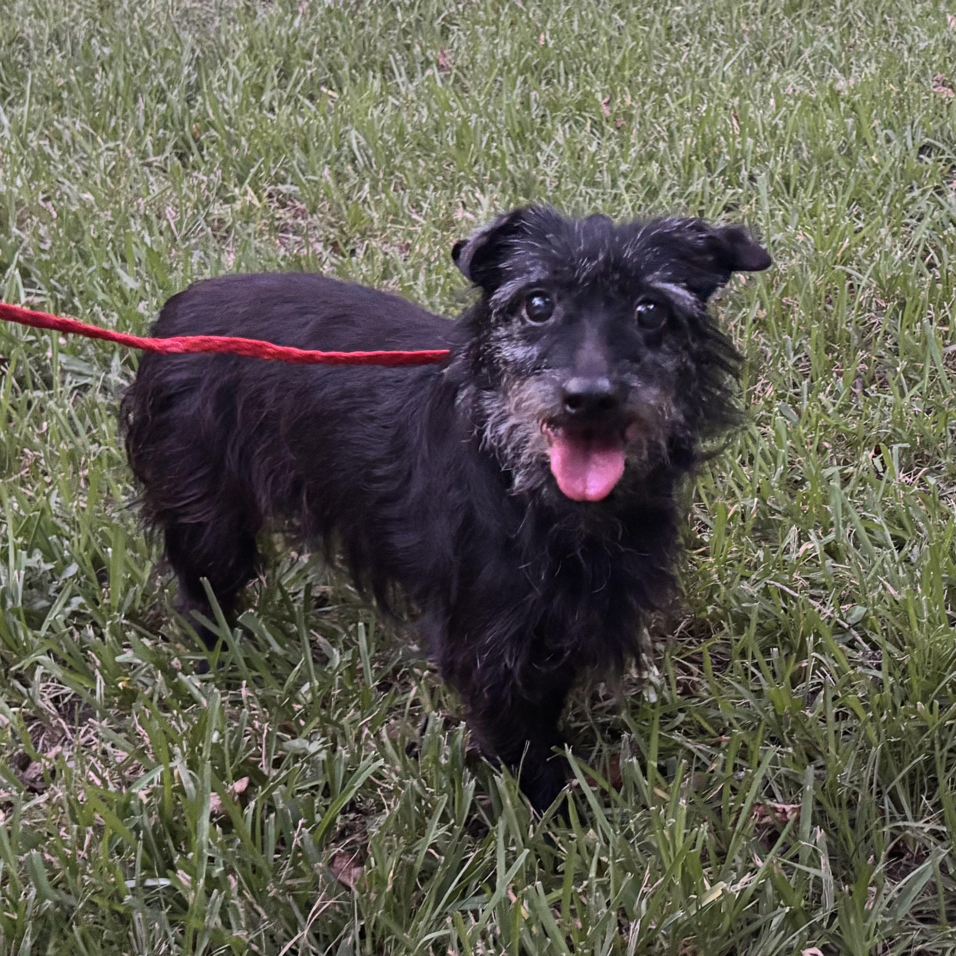 Enlarge Ro, a Adoptable mixed breed in Spring, TX image 1/5