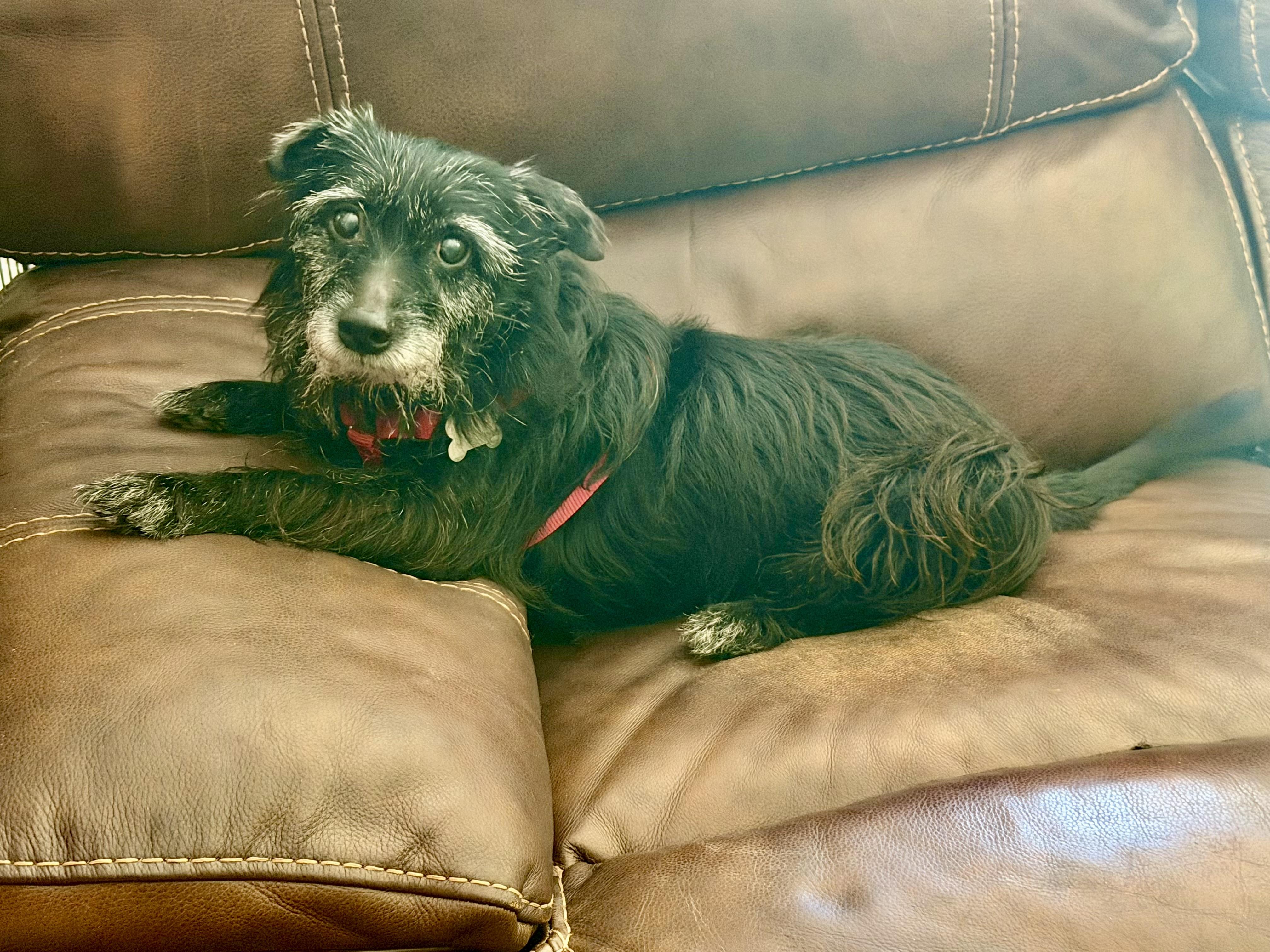 Enlarge Ro, a Adoptable mixed breed in Spring, TX image 4/5