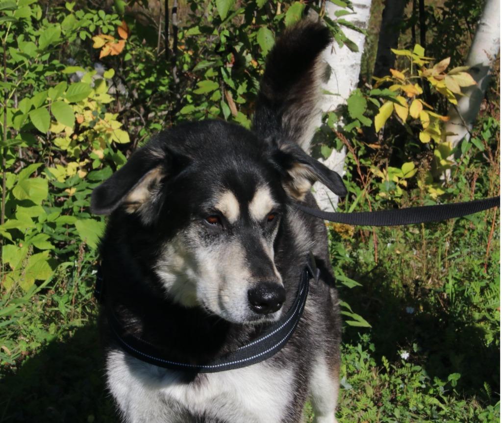 Onyx, Adoptable, Adult Male Husky & Labrador Retriever.