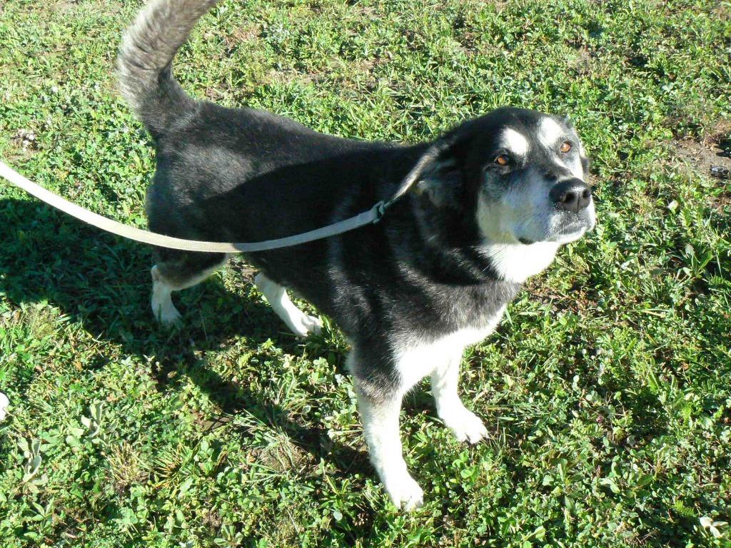 Enlarge Onyx, a Adoptable mixed breed in Grand Rapids, MN image 2/6