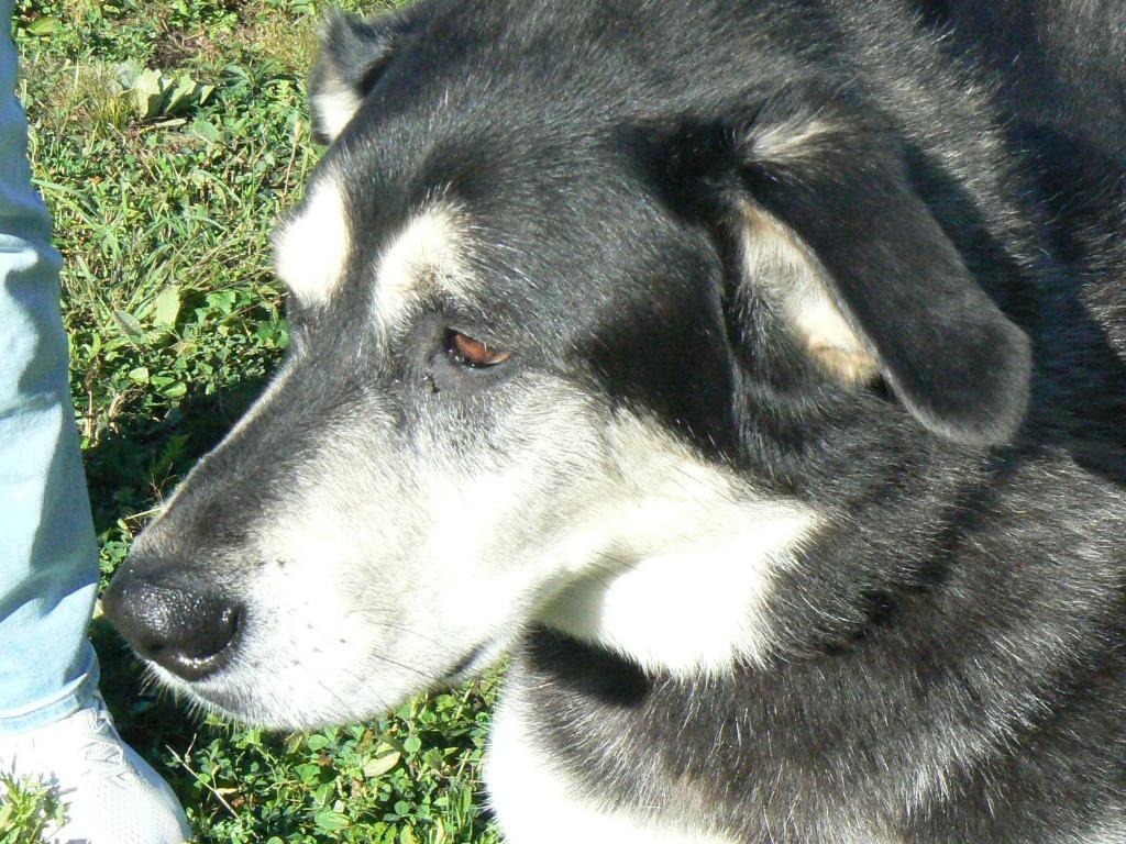 Enlarge Onyx, a Adoptable mixed breed in Grand Rapids, MN image 3/6