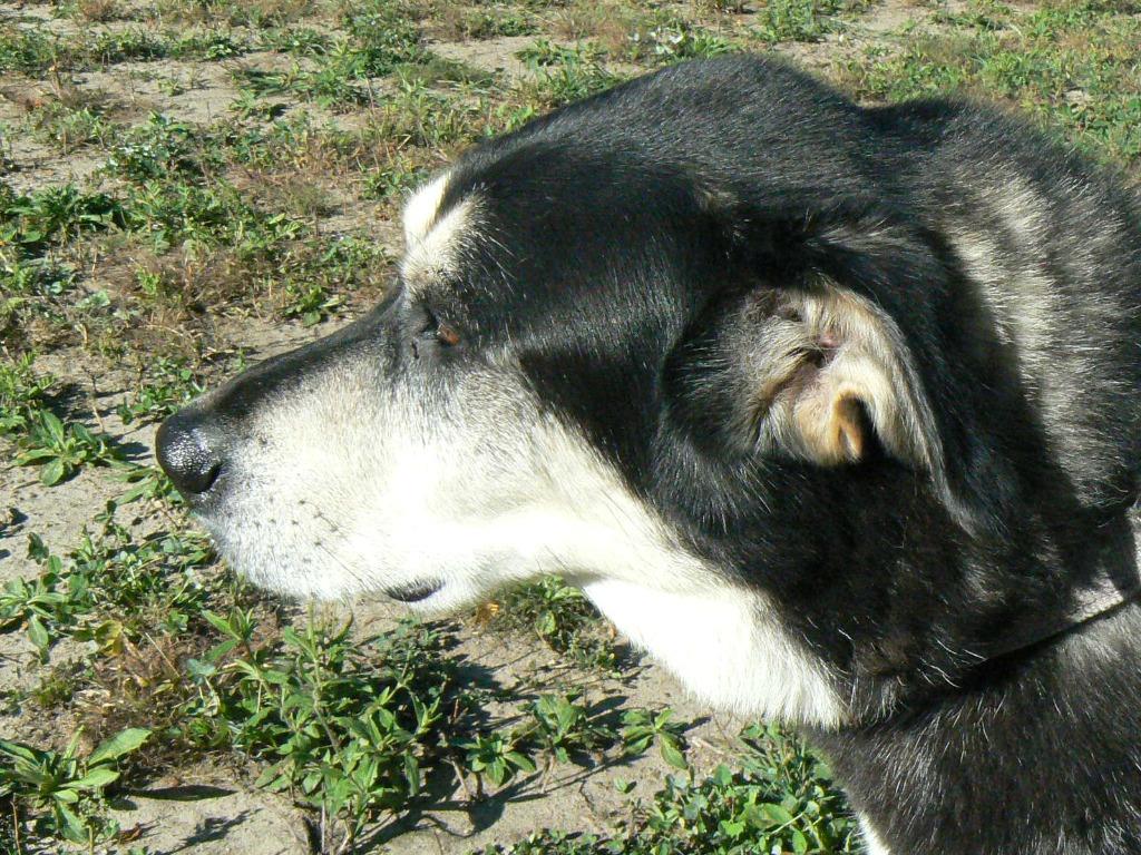 Enlarge Onyx, a Adoptable mixed breed in Grand Rapids, MN image 4/6