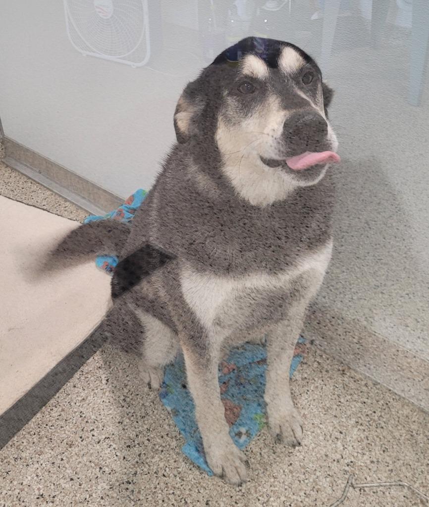 Onyx, Adoptable, Adult Male Husky & Labrador Retriever.
