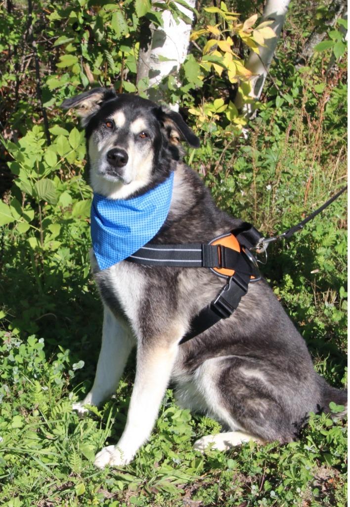 Enlarge Onyx, a Adoptable mixed breed in Grand Rapids, MN image 6/6