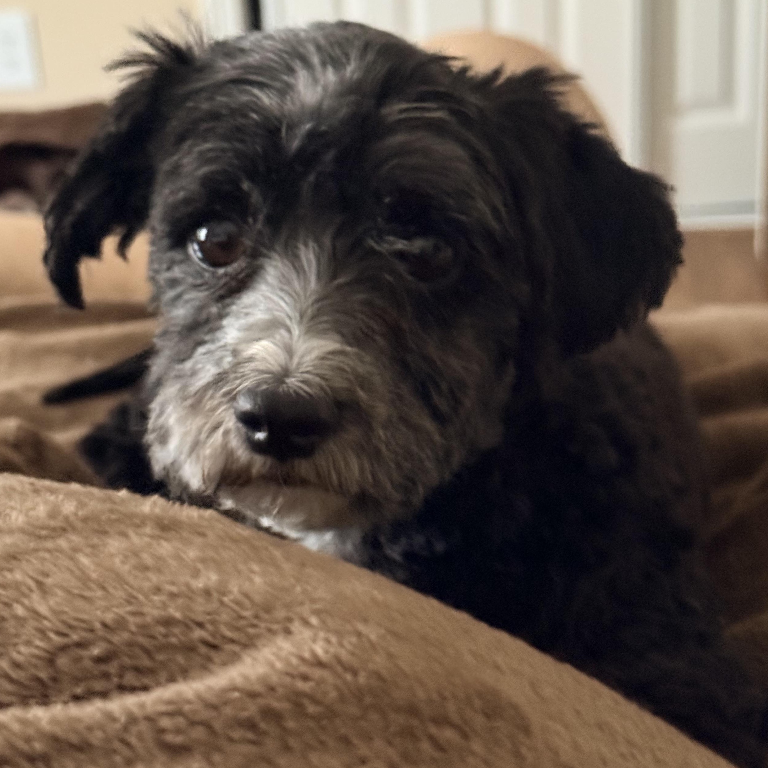Greta- COURTESY LISTING, ADOPTABLE, Adult Female Havanese.