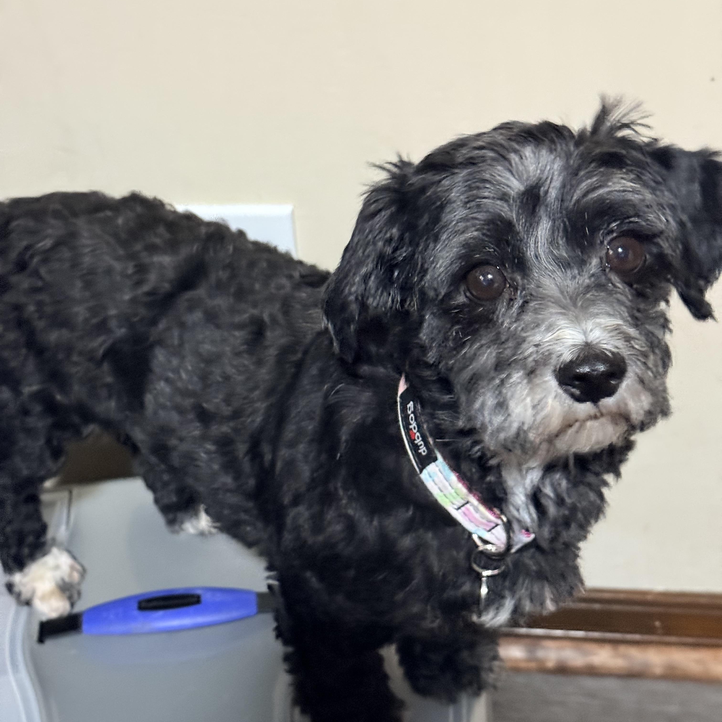 Enlarge Greta- COURTESY LISTING, a ADOPTABLE Havanese in Olathe, KS image 5/6