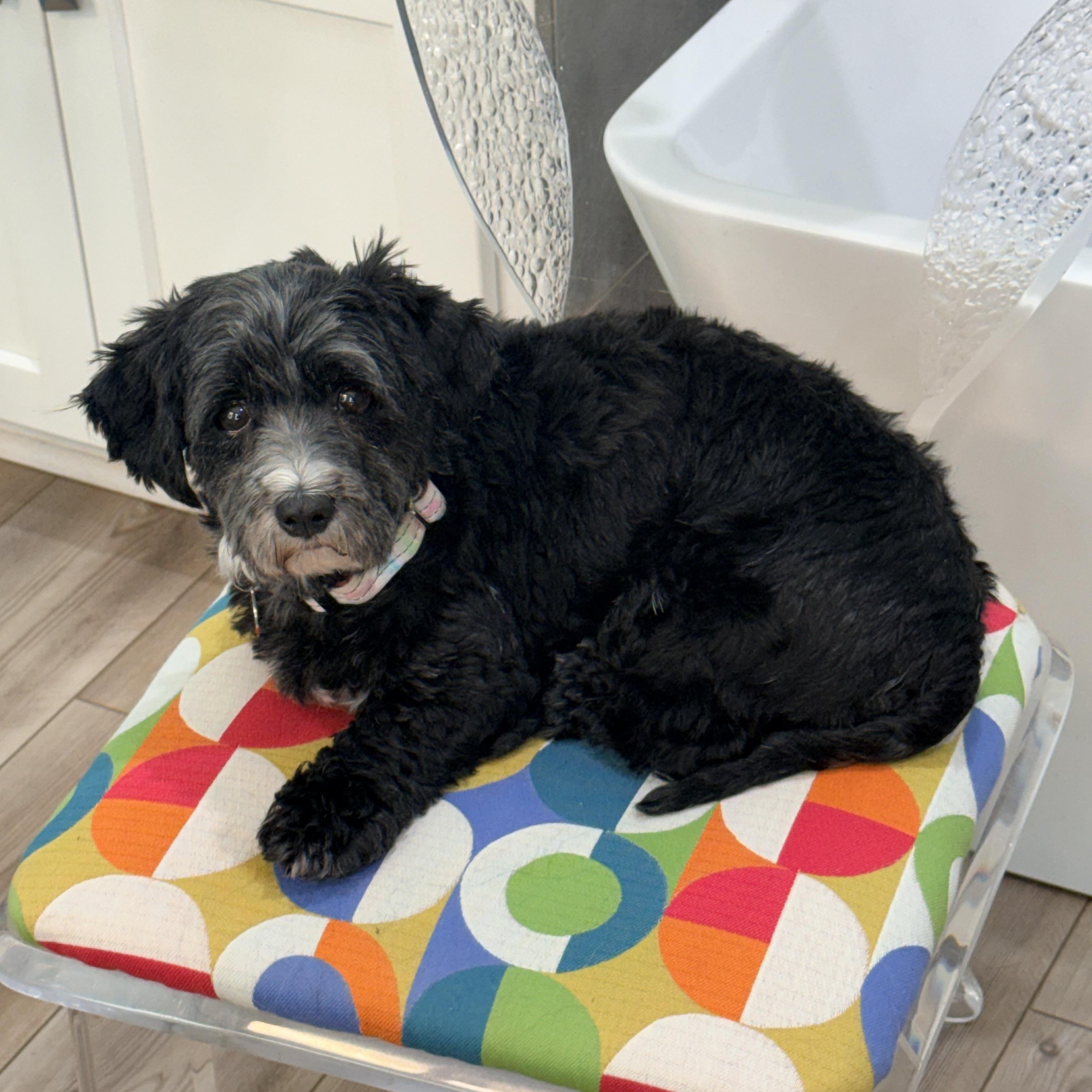 Enlarge Greta- COURTESY LISTING, a ADOPTABLE Havanese in Olathe, KS image 3/6