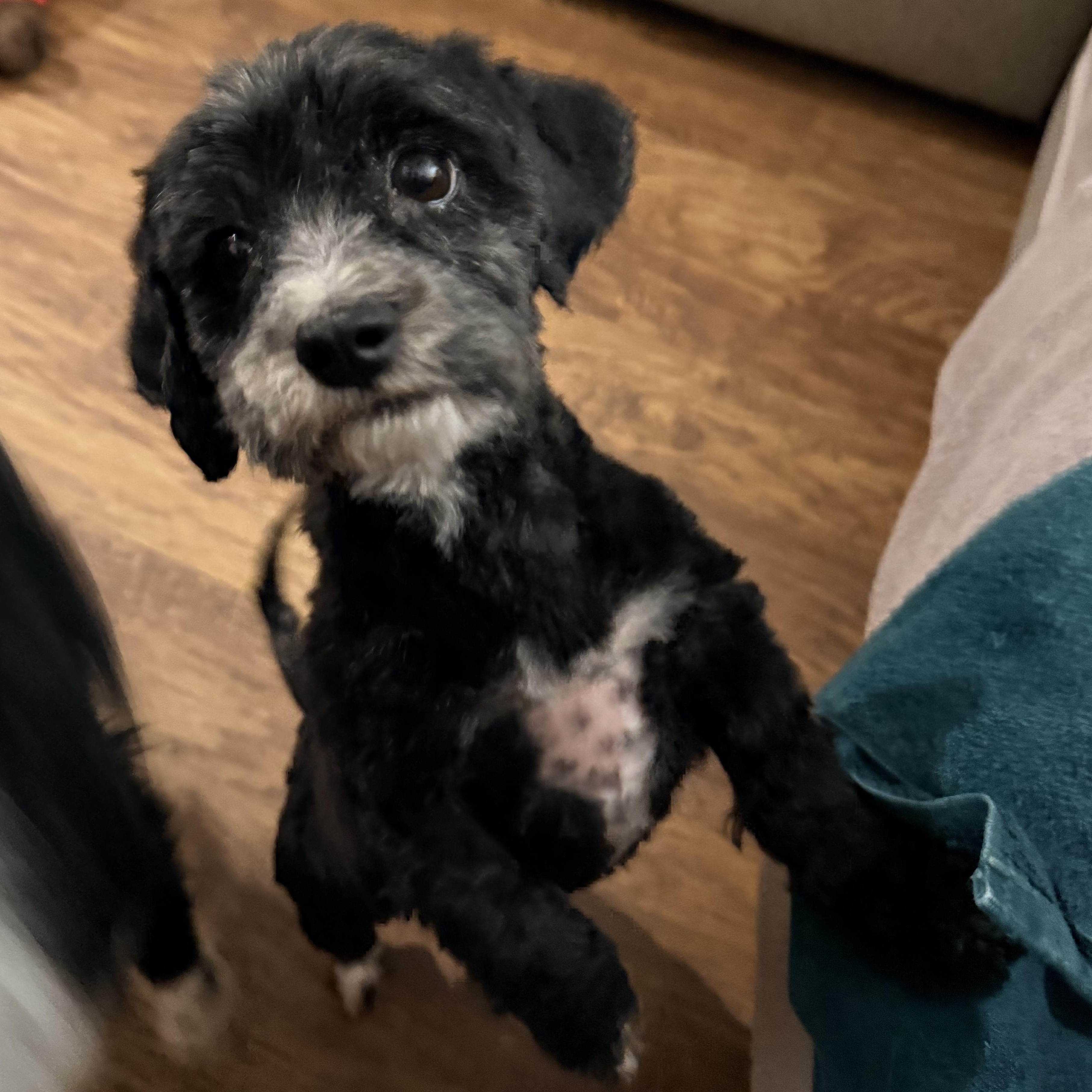 Enlarge Greta- COURTESY LISTING, a ADOPTABLE Havanese in Olathe, KS image 4/6