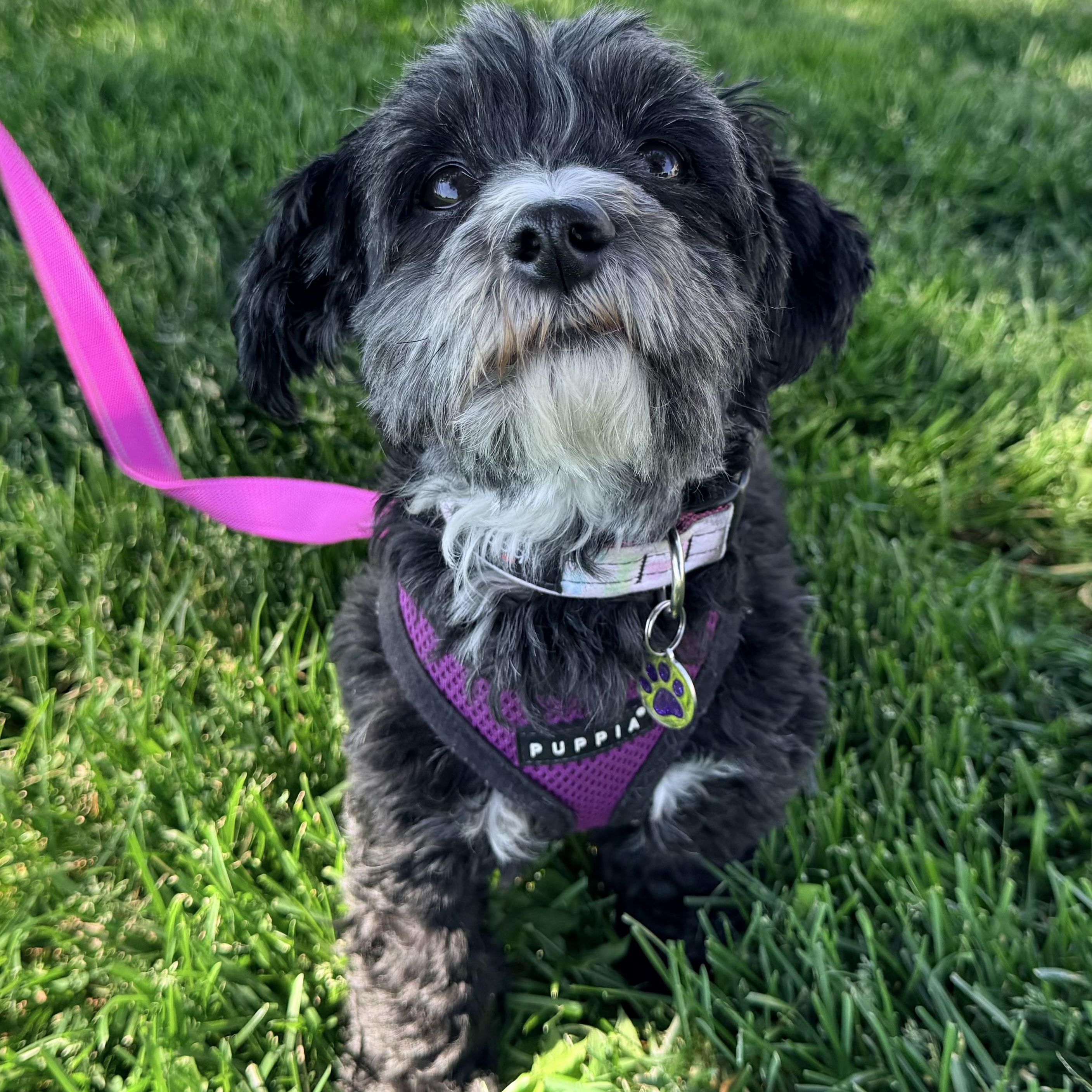 Enlarge Greta- COURTESY LISTING, a ADOPTABLE Havanese in Olathe, KS image 2/6
